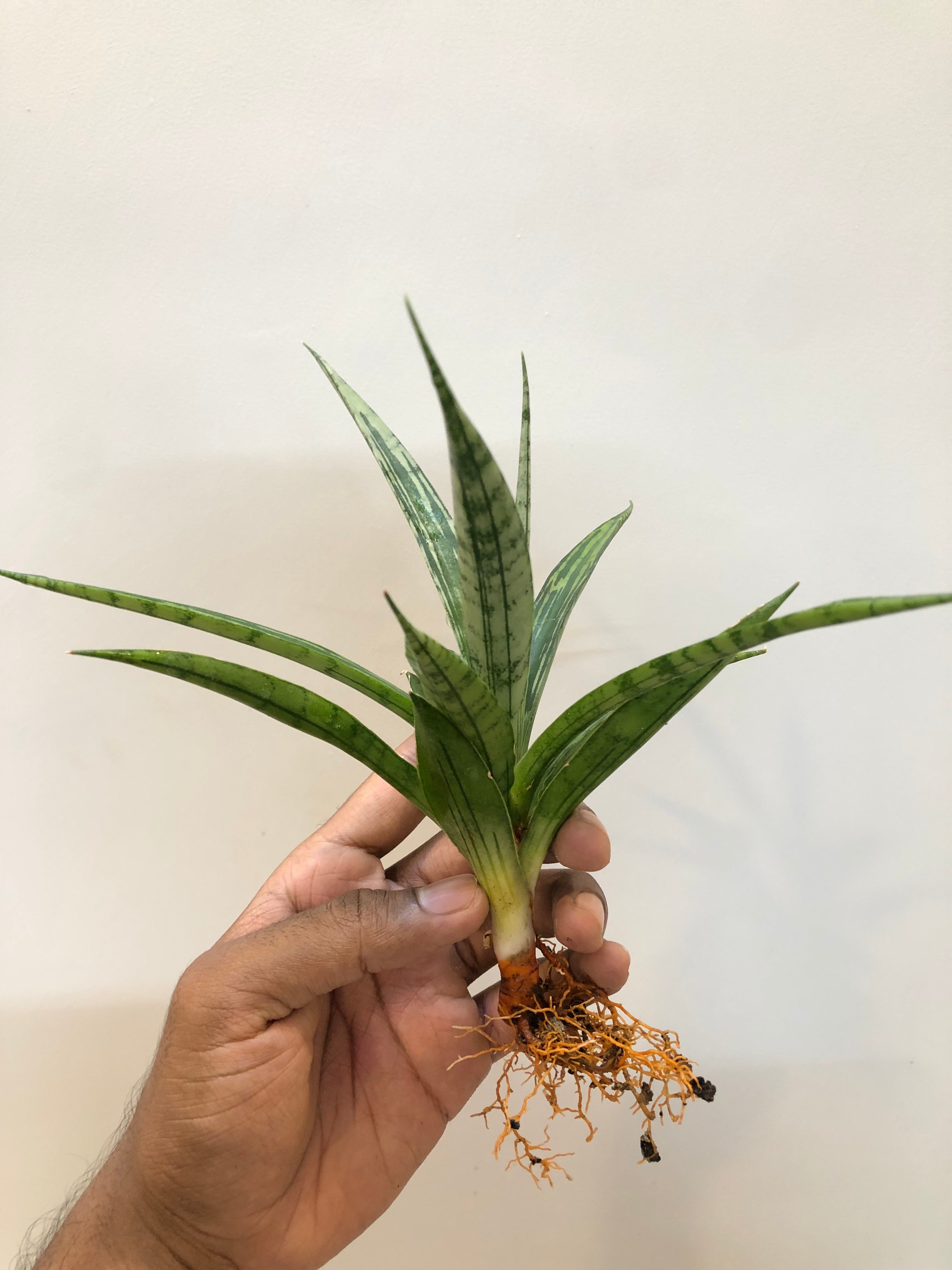 Sansevieria FON PRUM