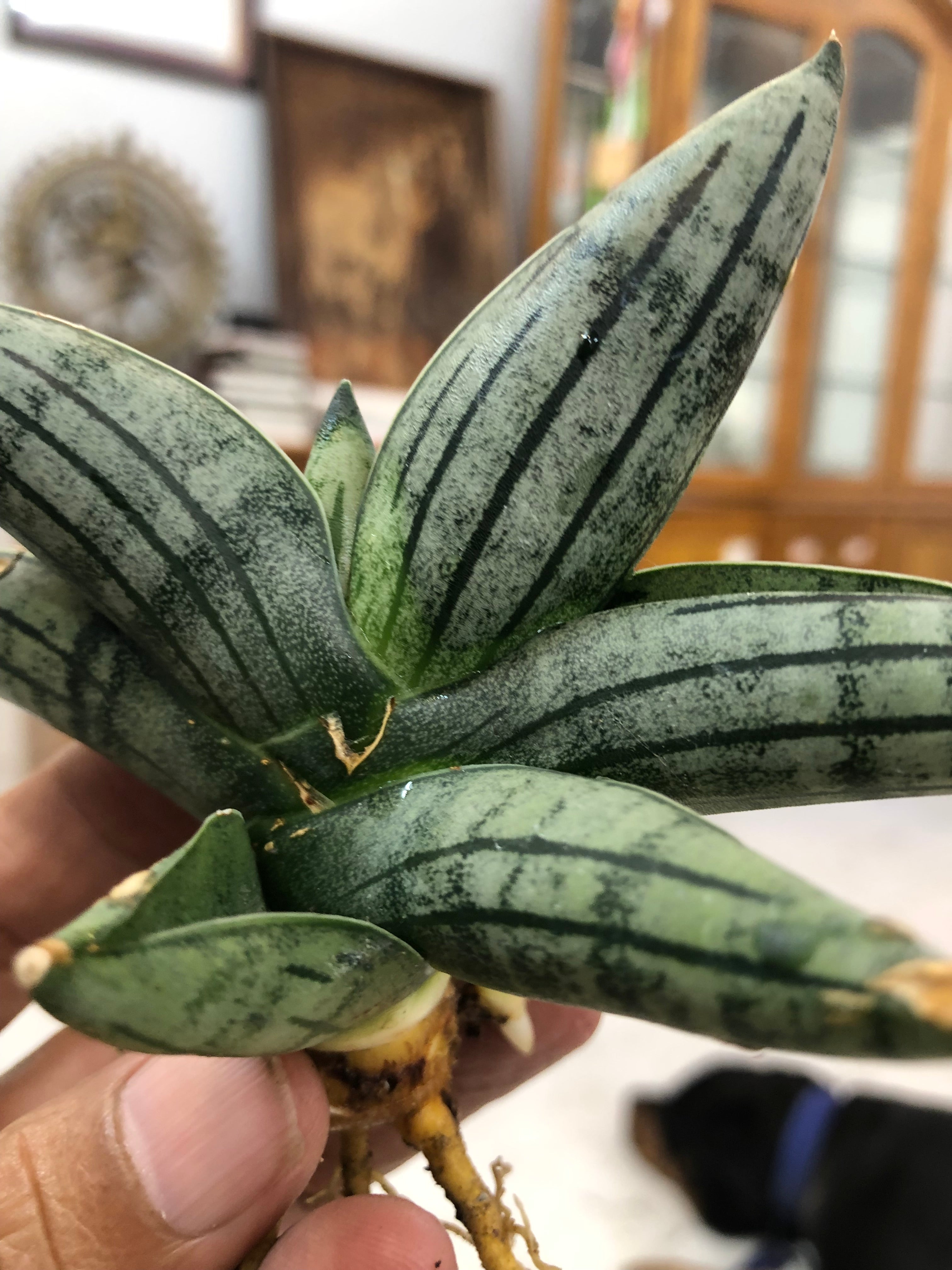 Sansevieria MELON