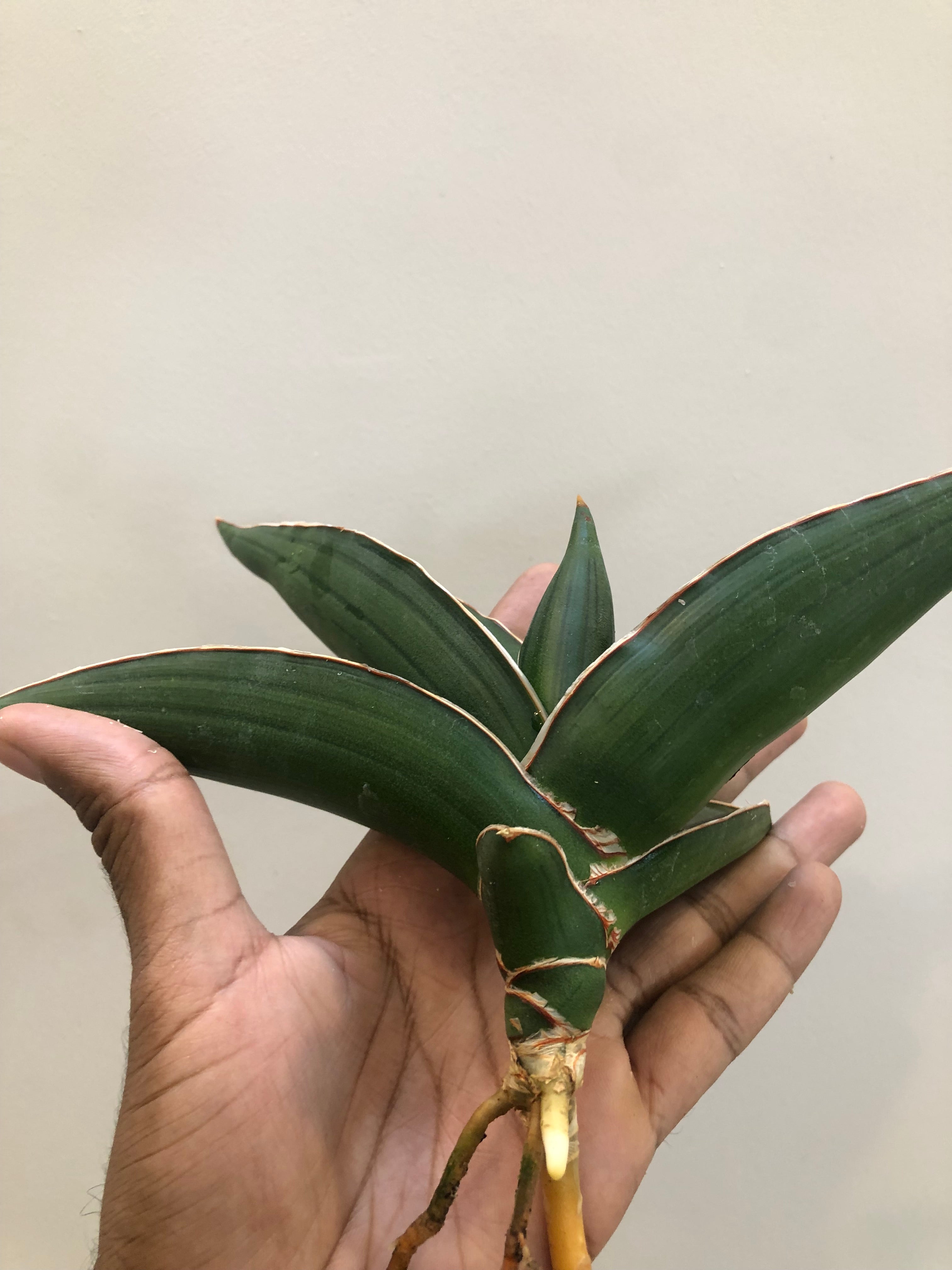 Sansevieria Samurai Snake Plant