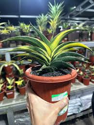 Sansevieria KUKU BIMA VARIEGATED