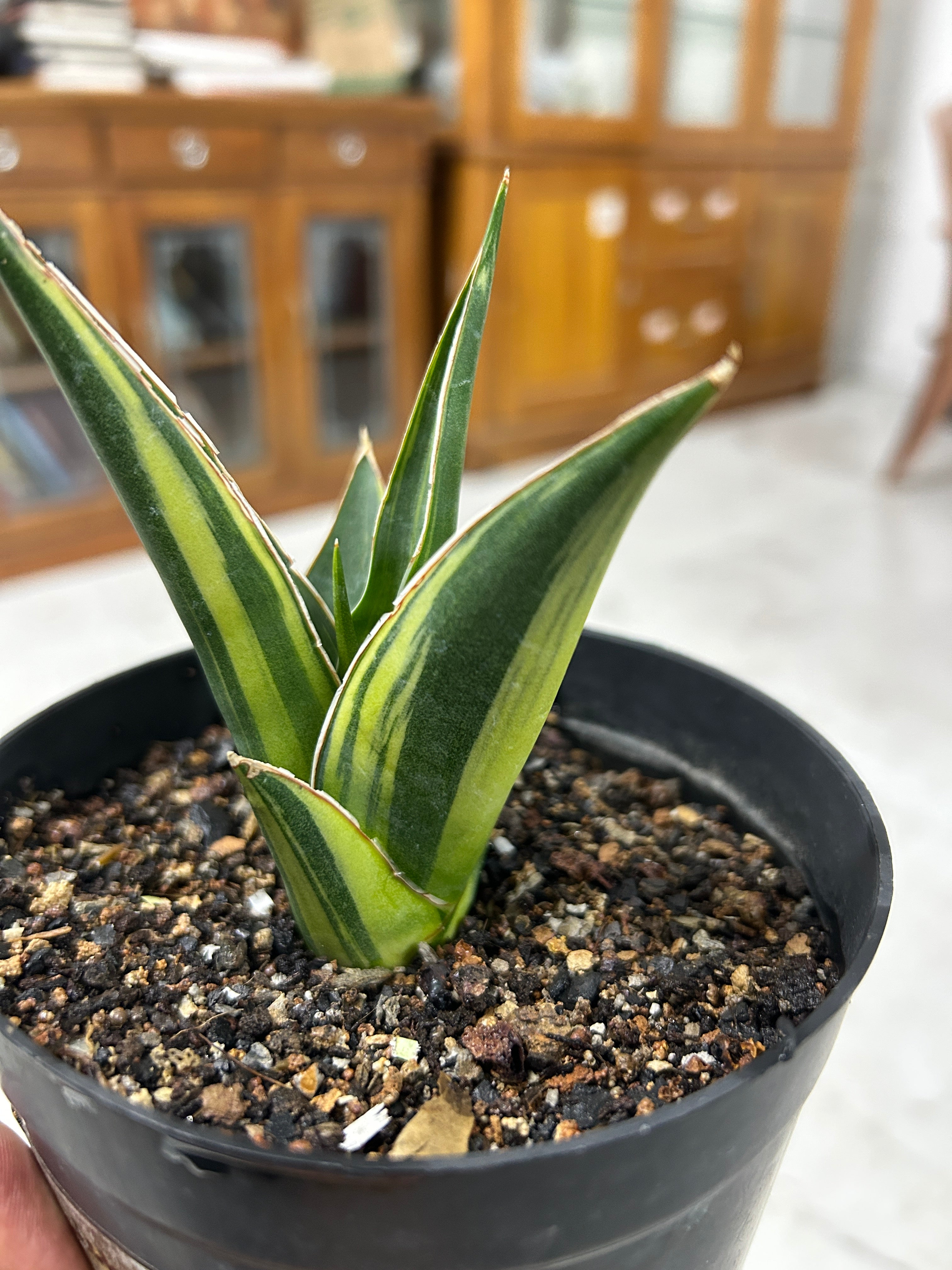 Sansevieria LUNA VARIEGATED