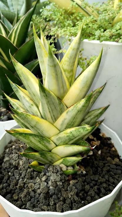 Sansevieria PAGODA VARIEGATED