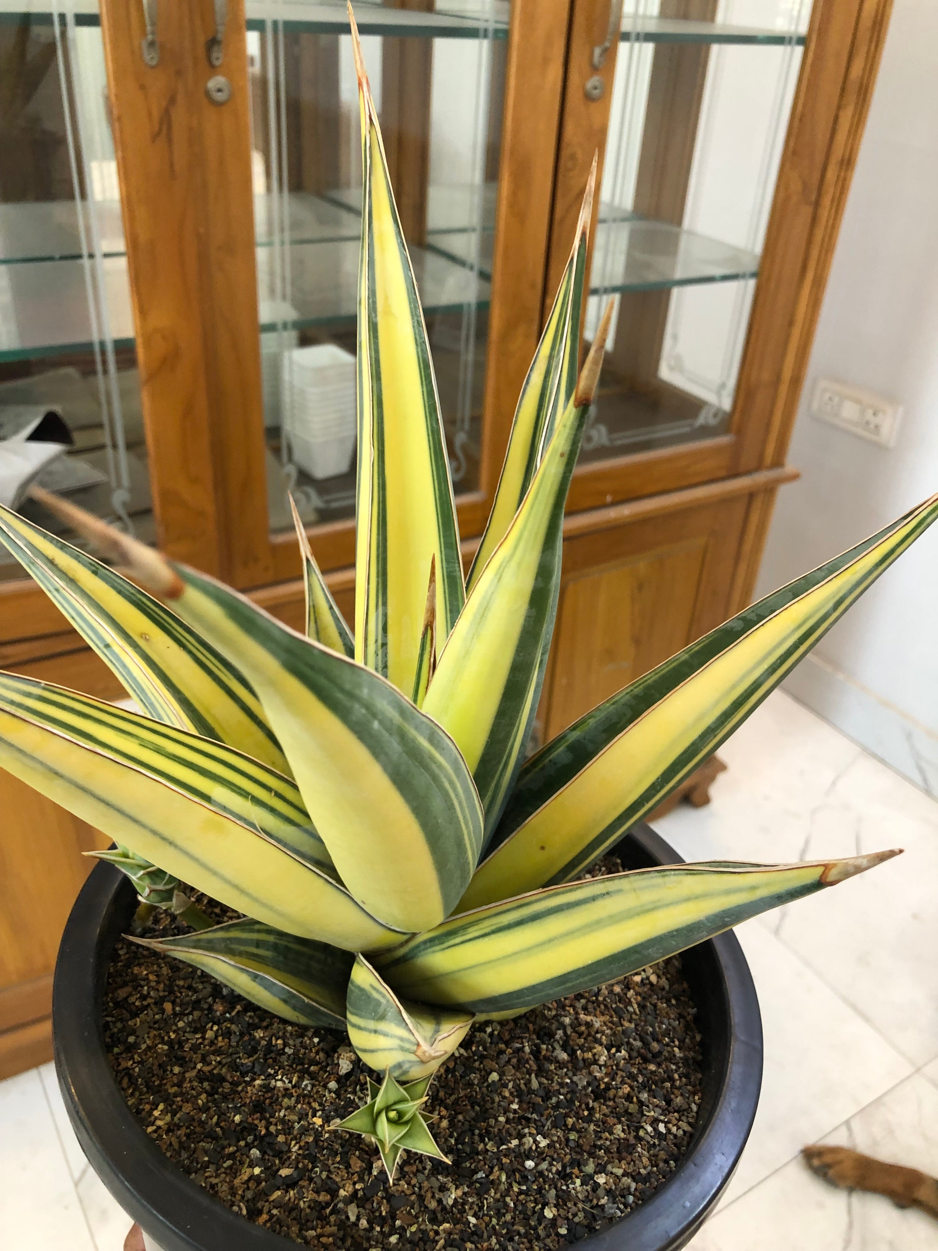 Sansevieria PINGUICULA VARIEGATED SPECIMEN