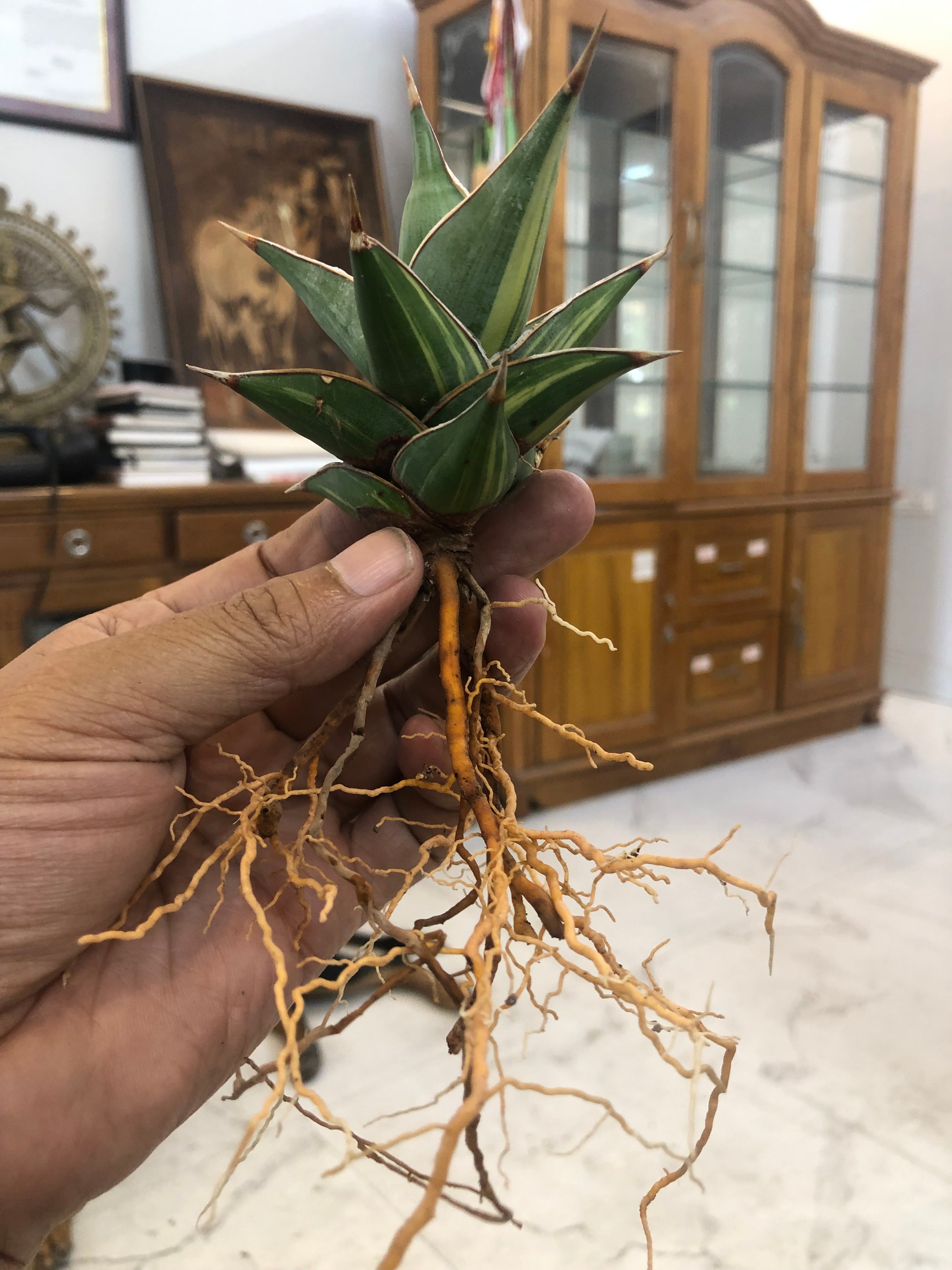 Sansevieria PINGUICULA VARIEGATED