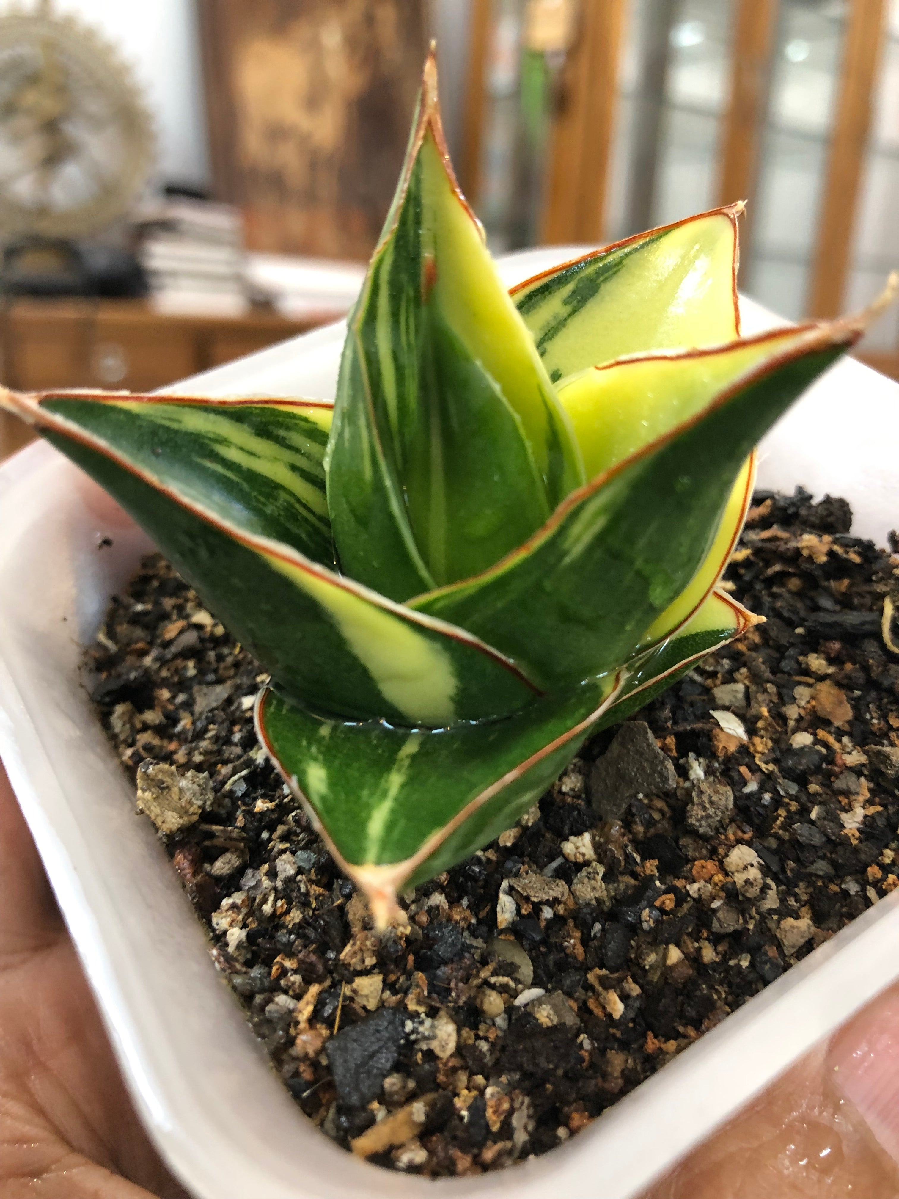 Sansevieria TOWER BLUE VARIEGATED WHITE
