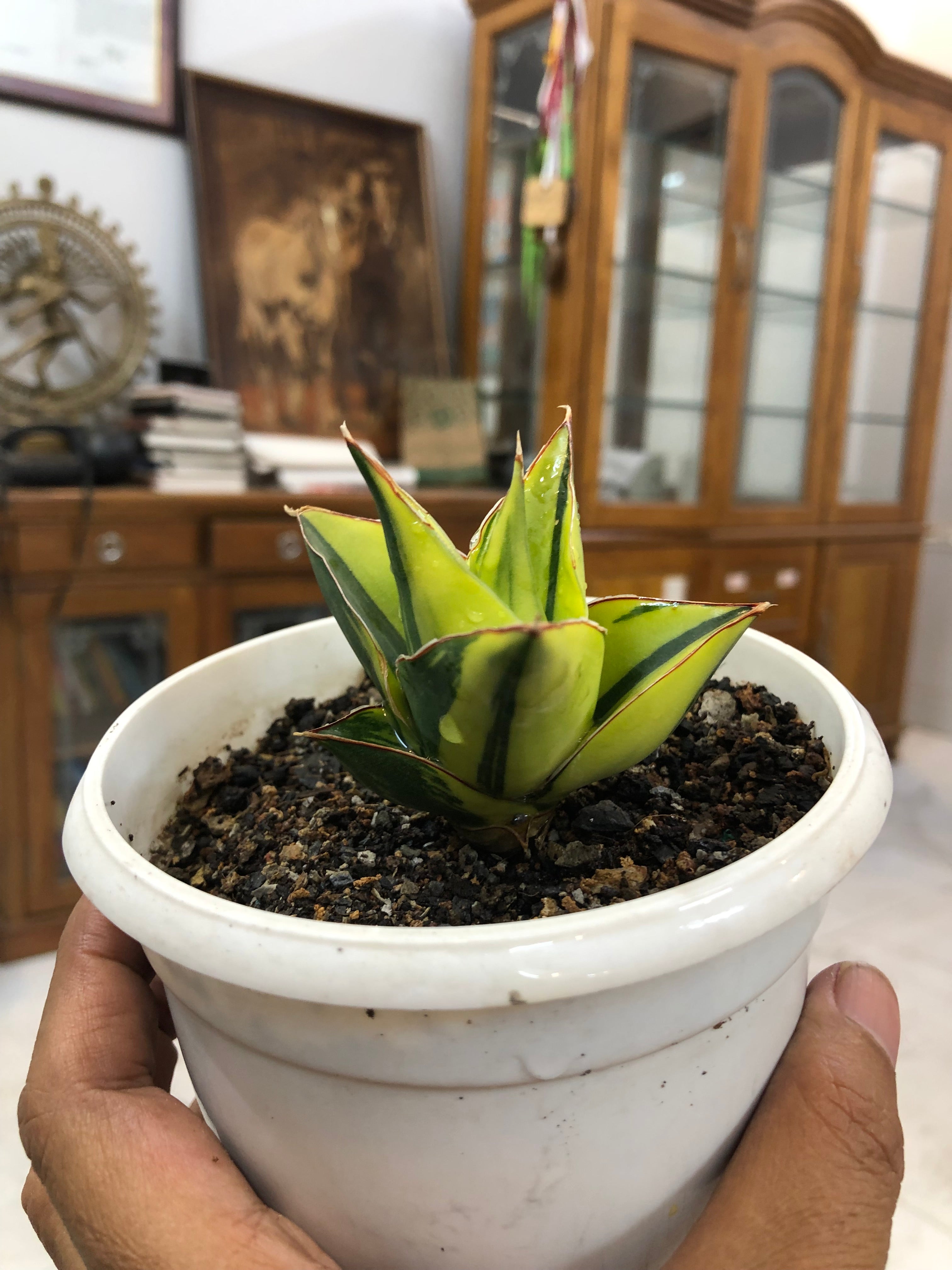 Sansevieria TOWER BLUE