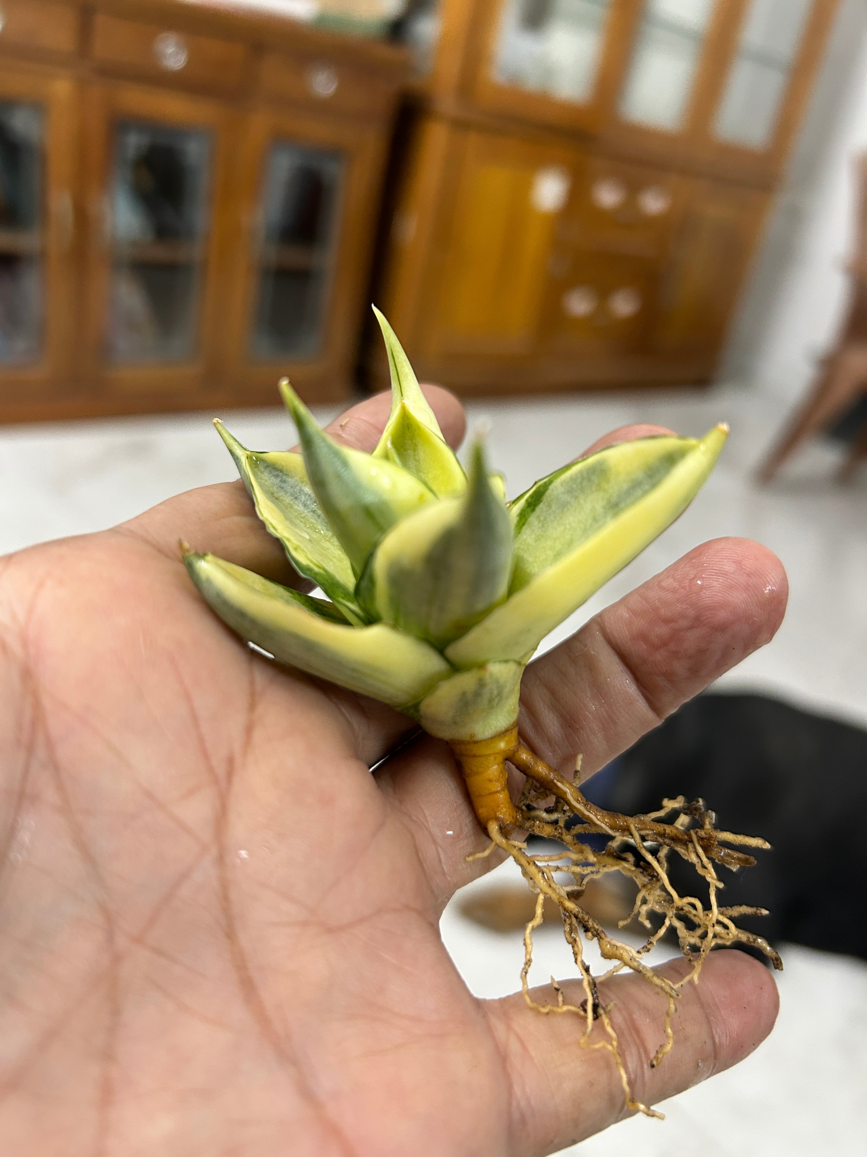 Sansevieria MANJA VARIEGATED