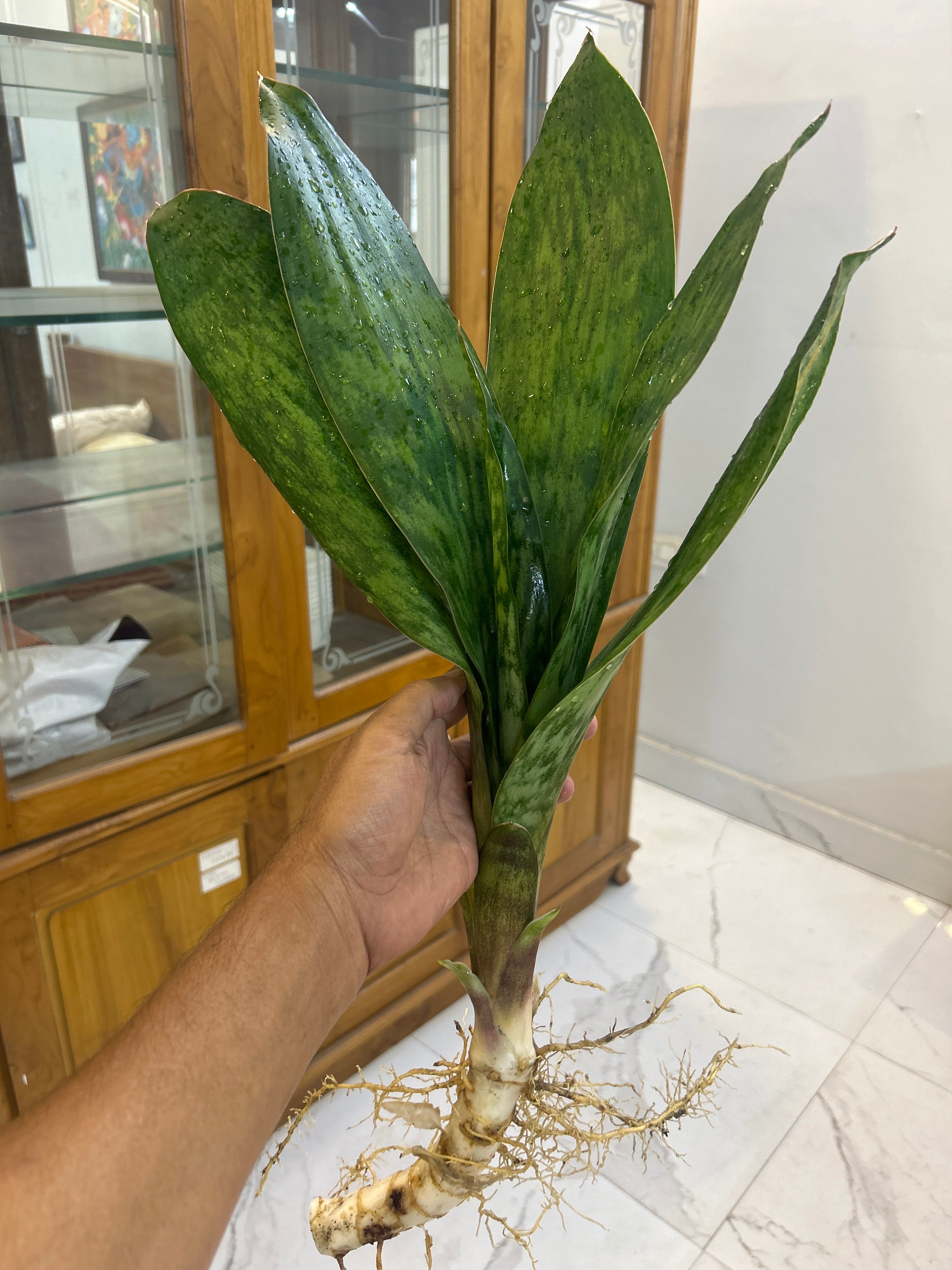 Sansevieria LAKE SIBAYA/GIANTLEAF/ SUDVALA CAVES