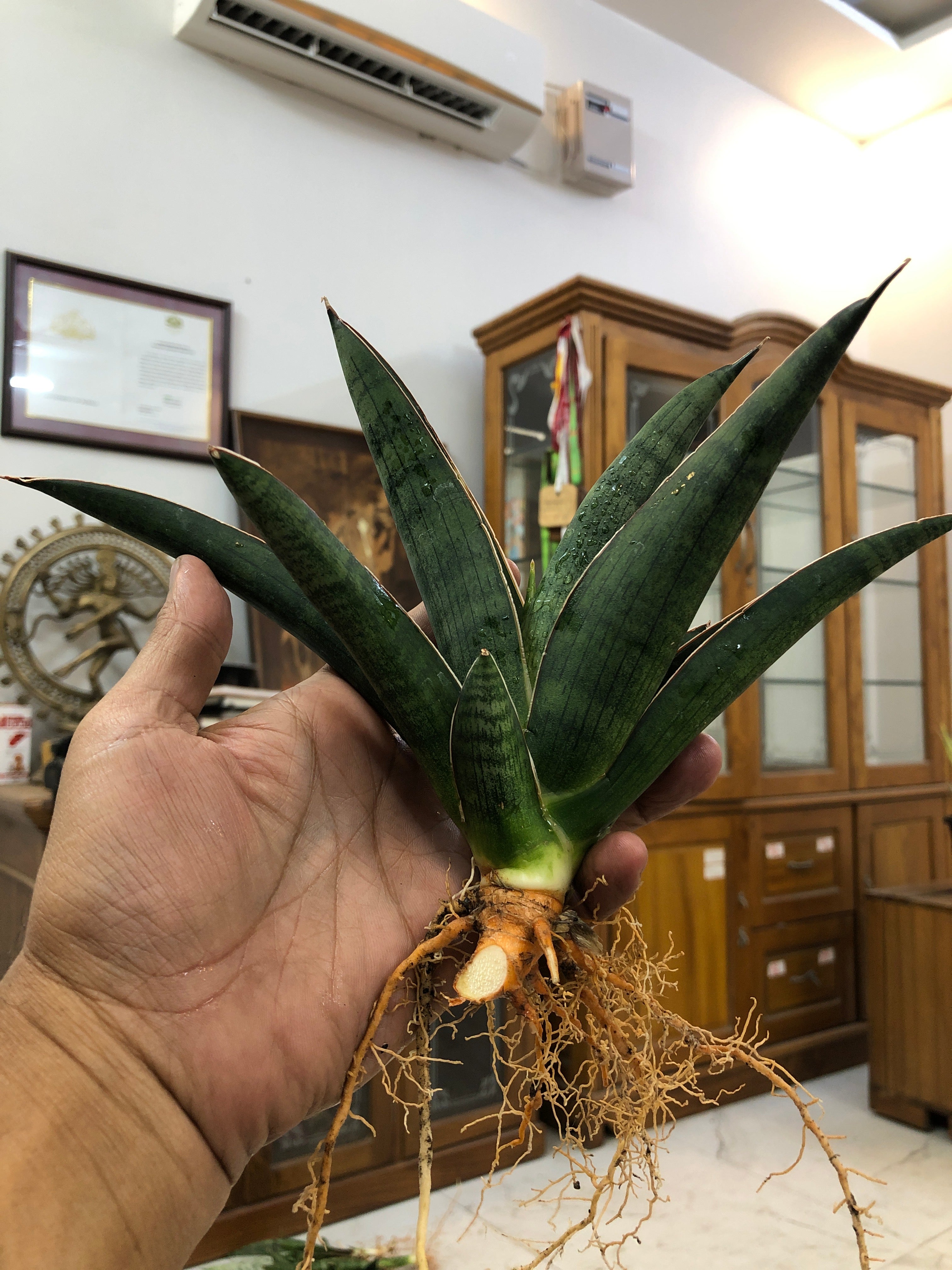 Sansevieria PATRICK