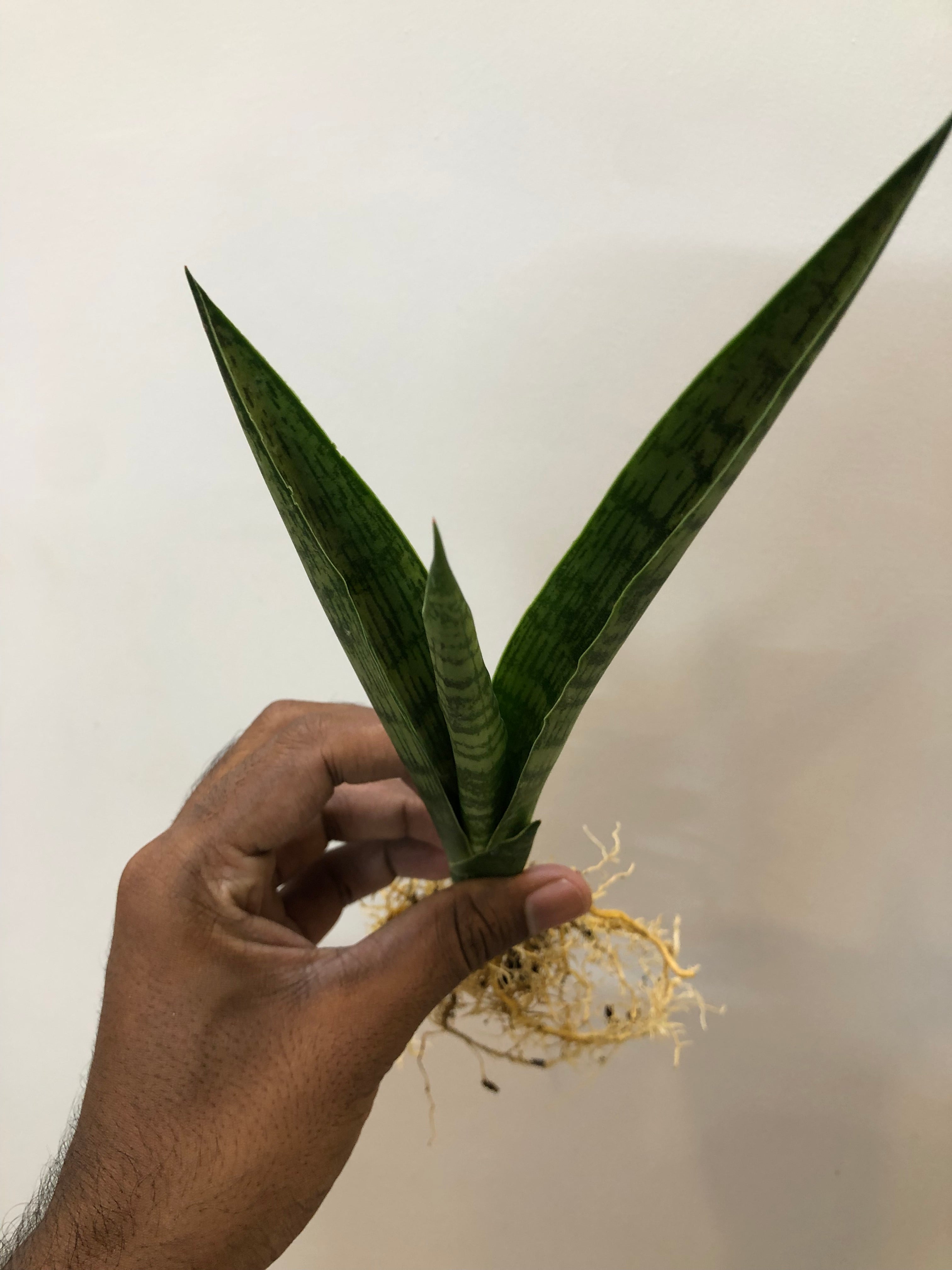 Sansevieria BALLERINA