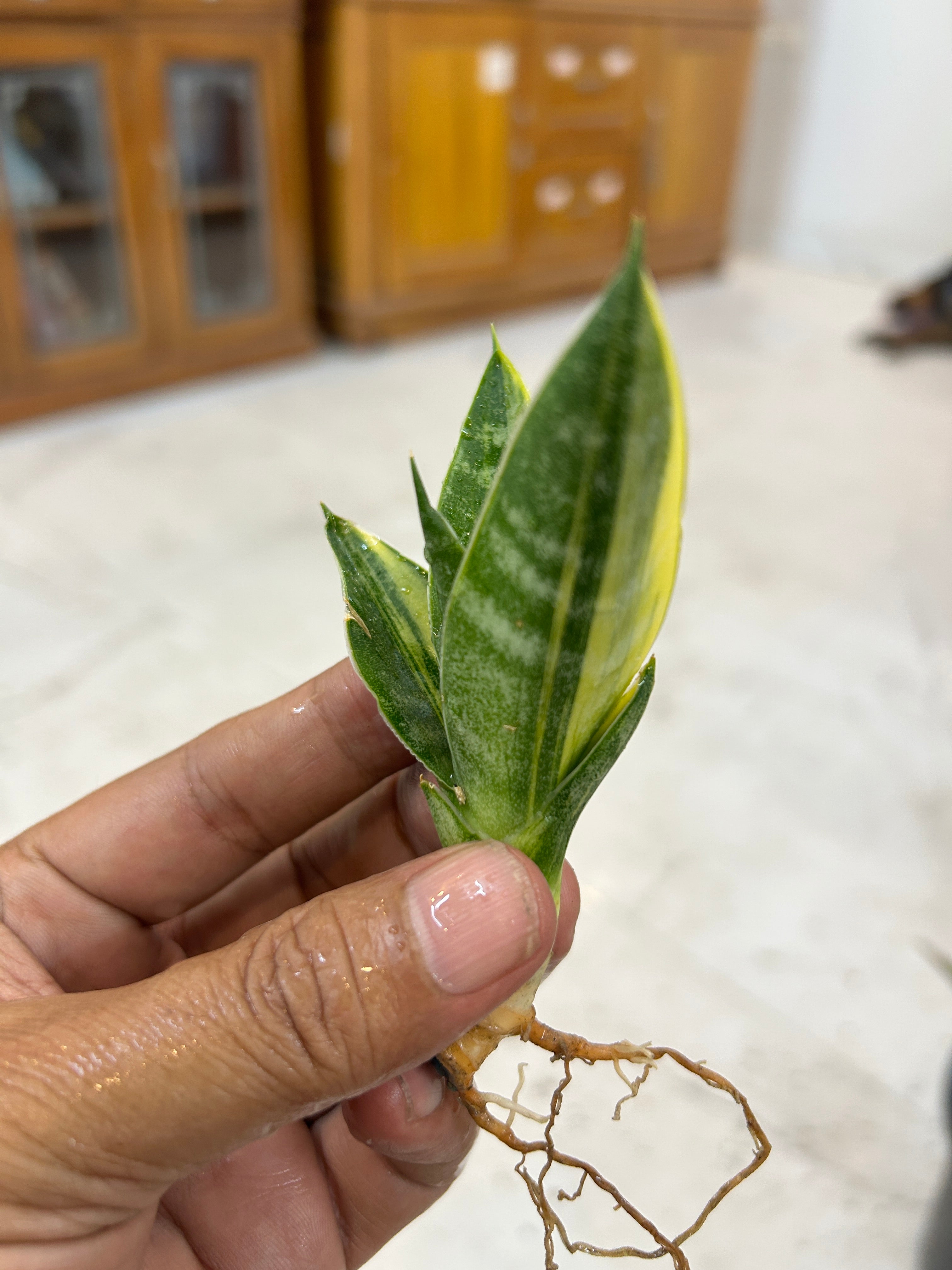Sansevieria ARIELLA VARIEGATED