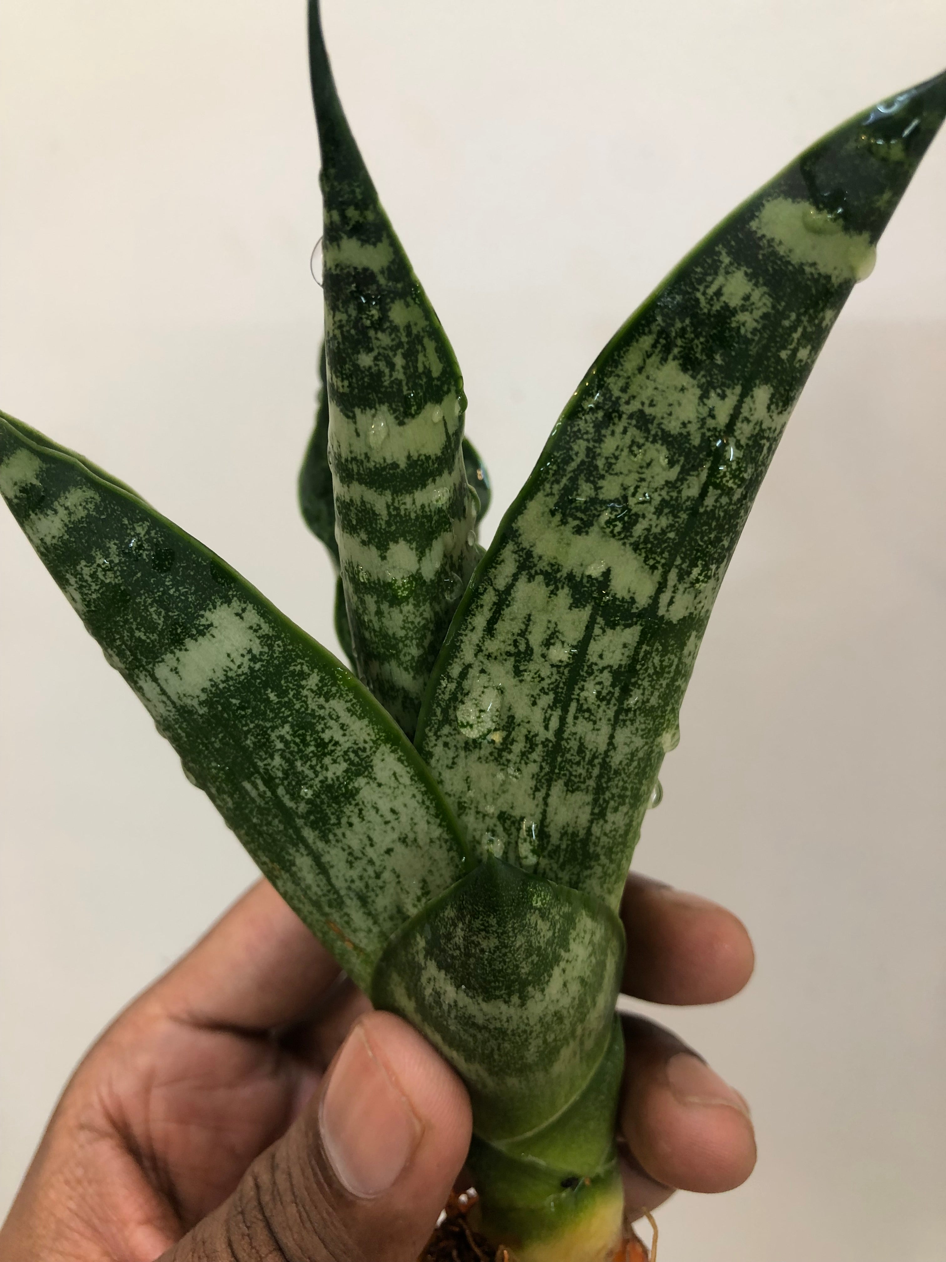 Sansevieria BLACK HORSE