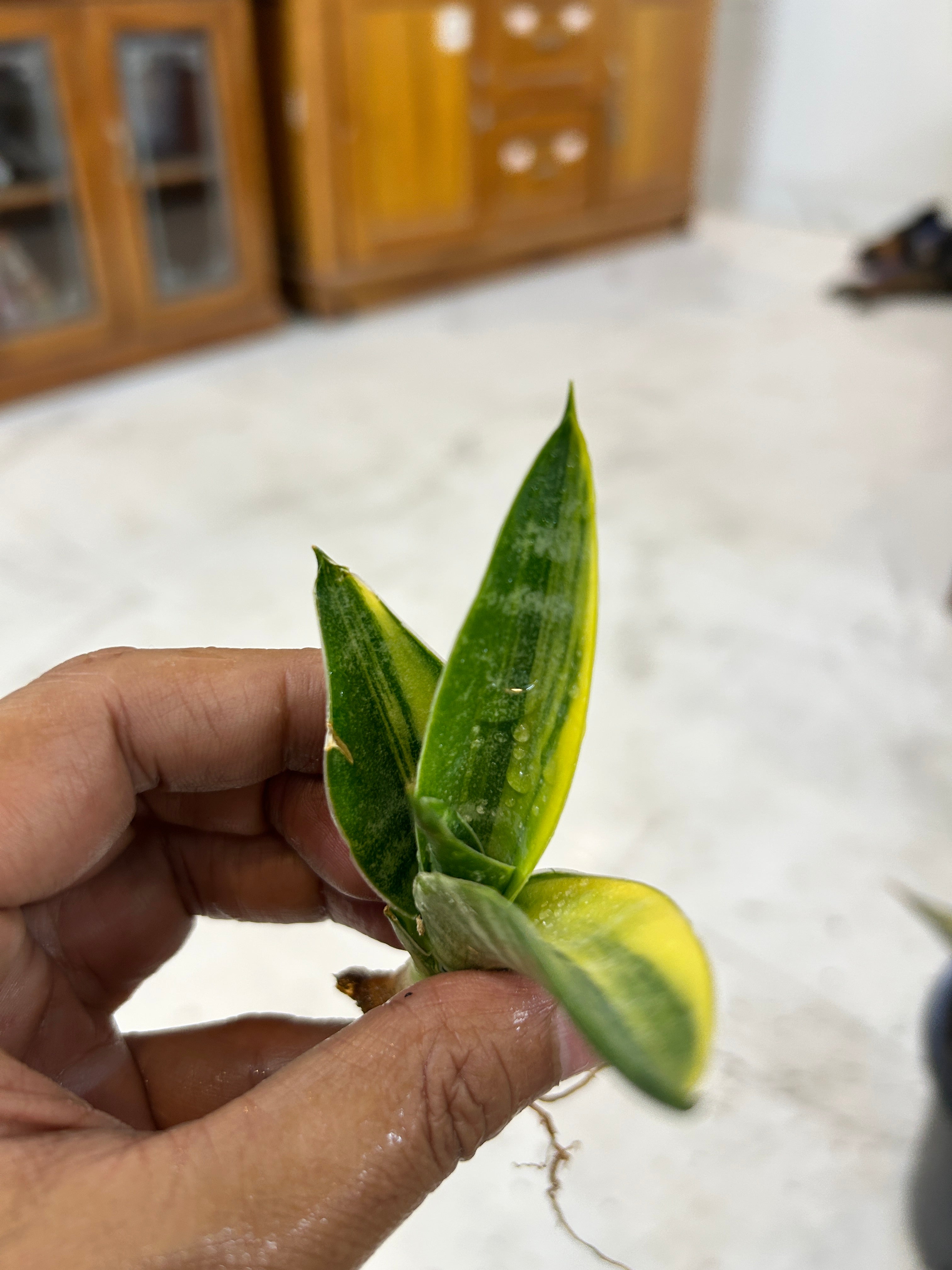 Sansevieria ARIELLA VARIEGATED