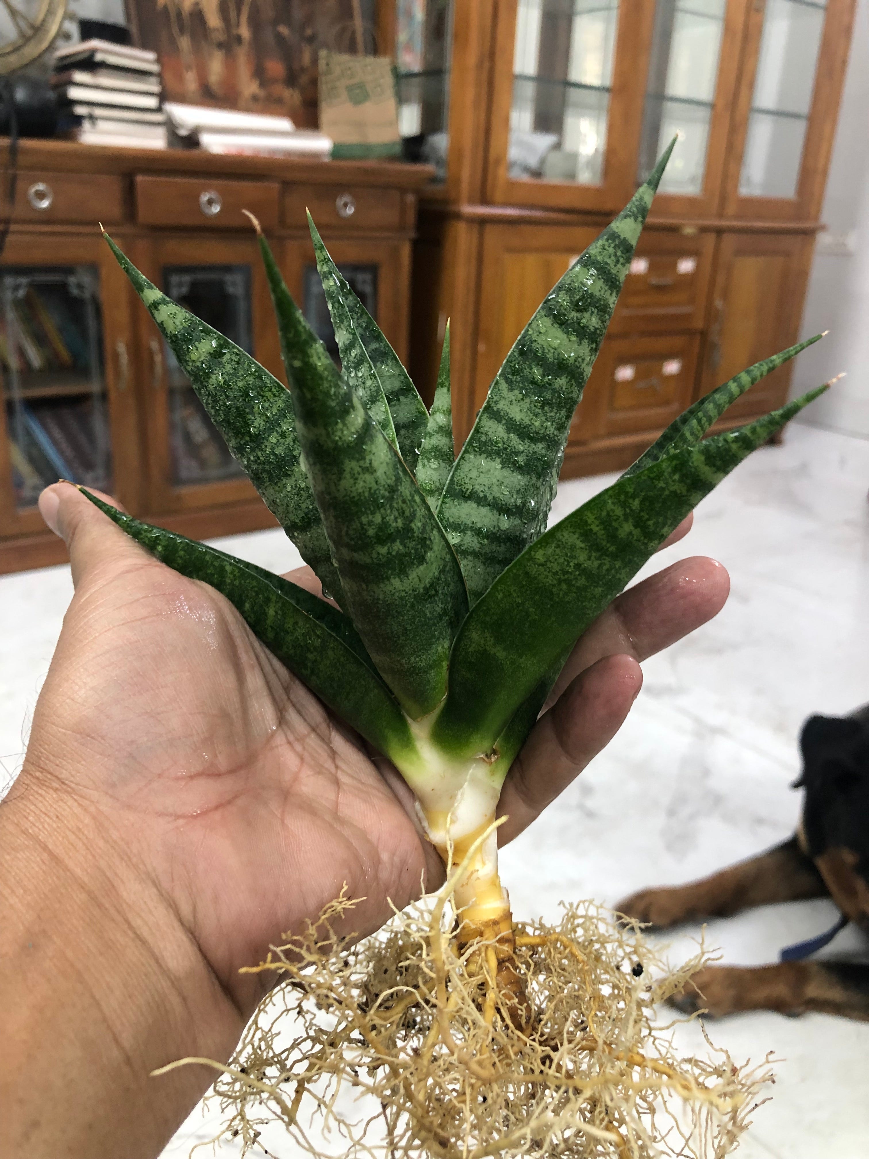 Sansevieria VALI