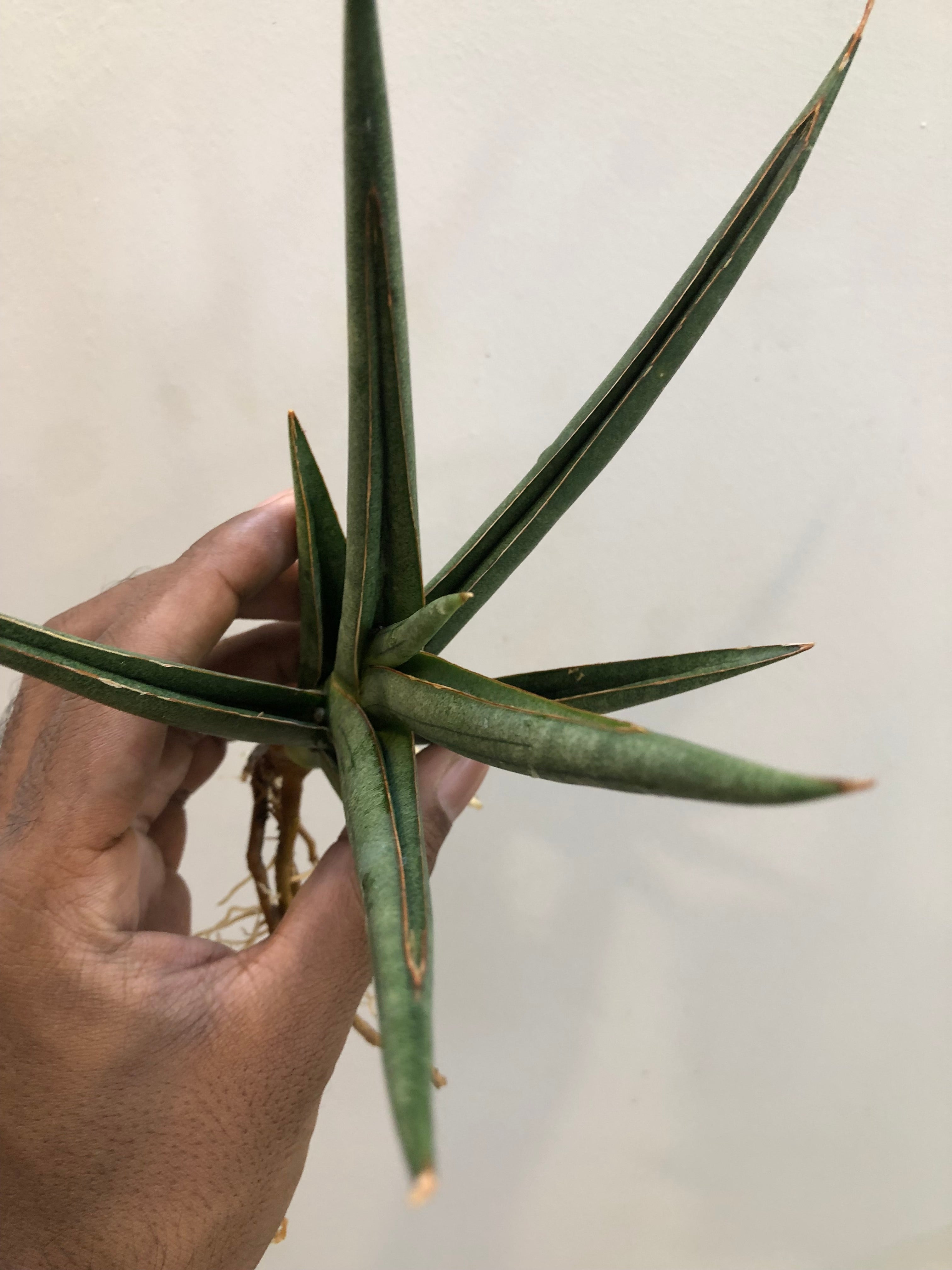 Sansevieria DAWWA