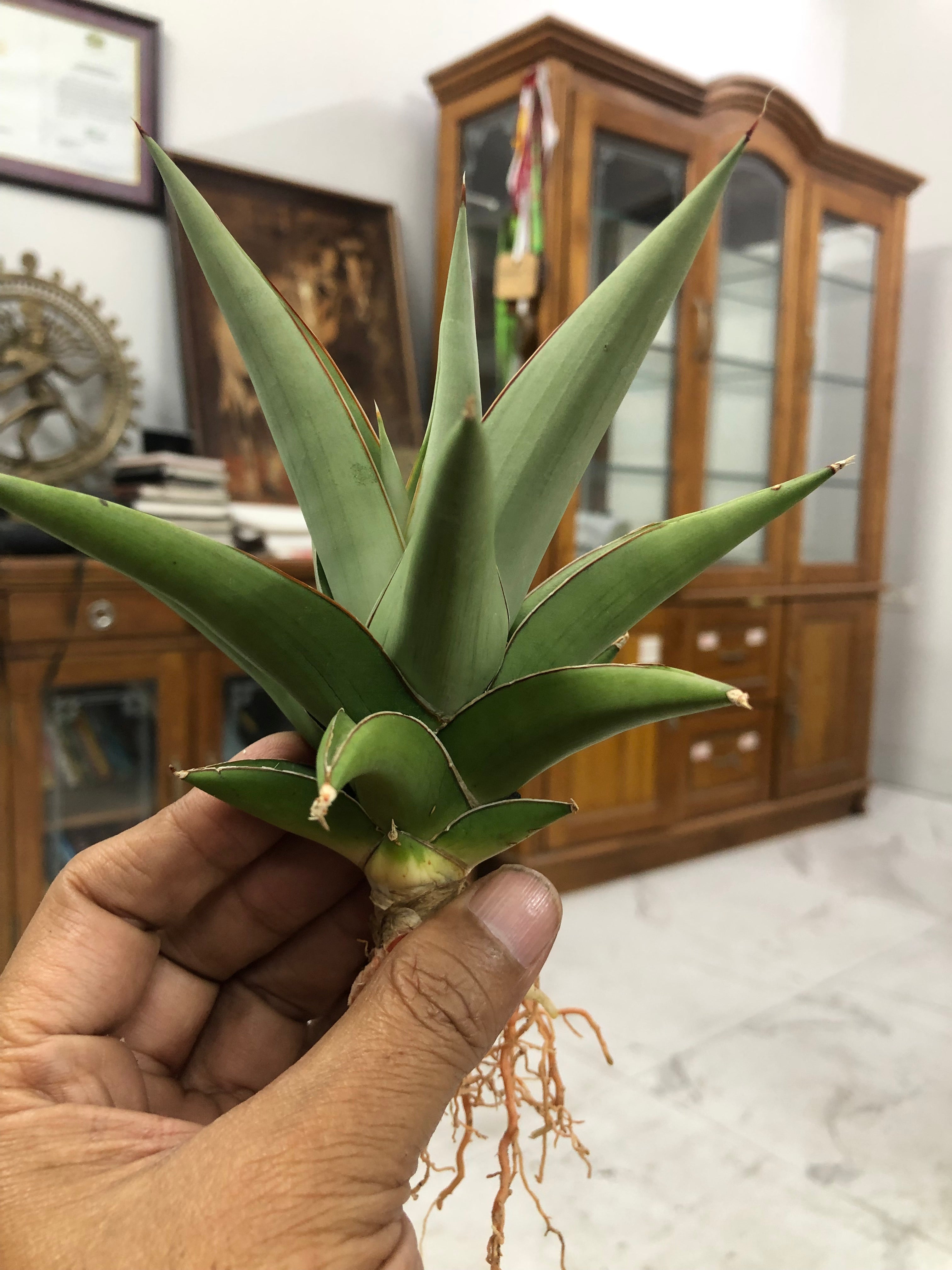 Sansevieria TOWER SILVER