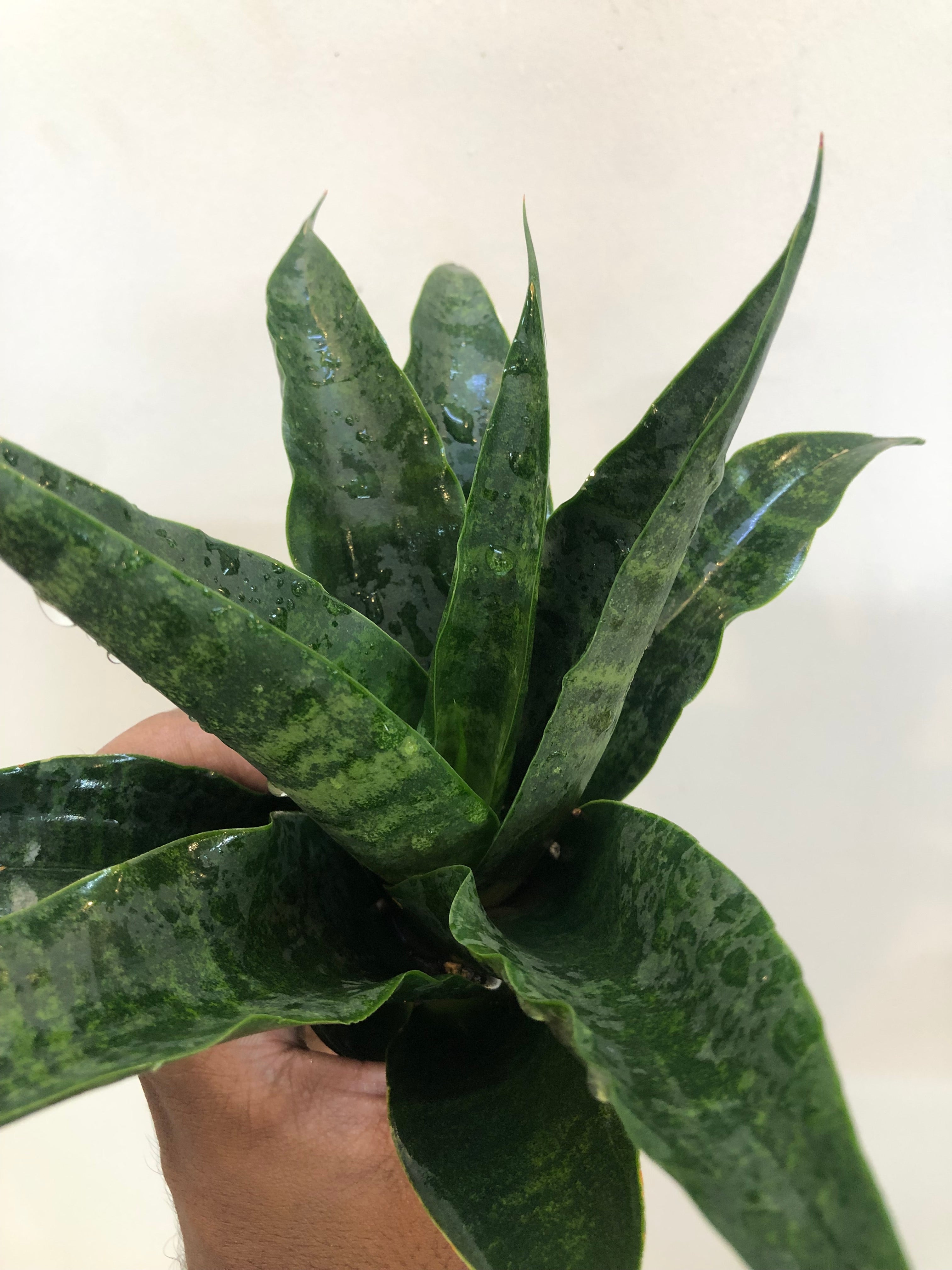 Sansevieria BLACK DOG