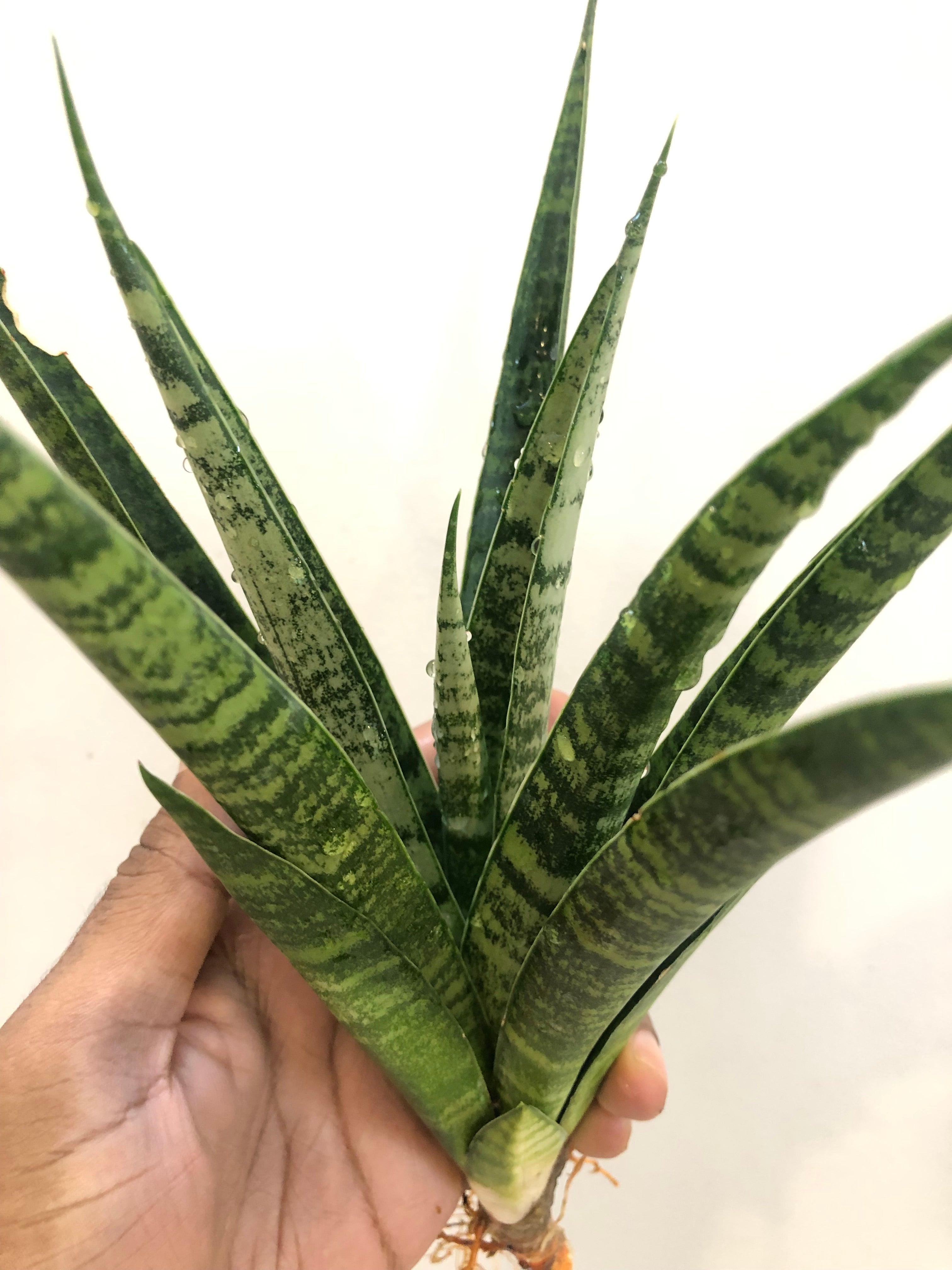 Sansevieria CHAIYO