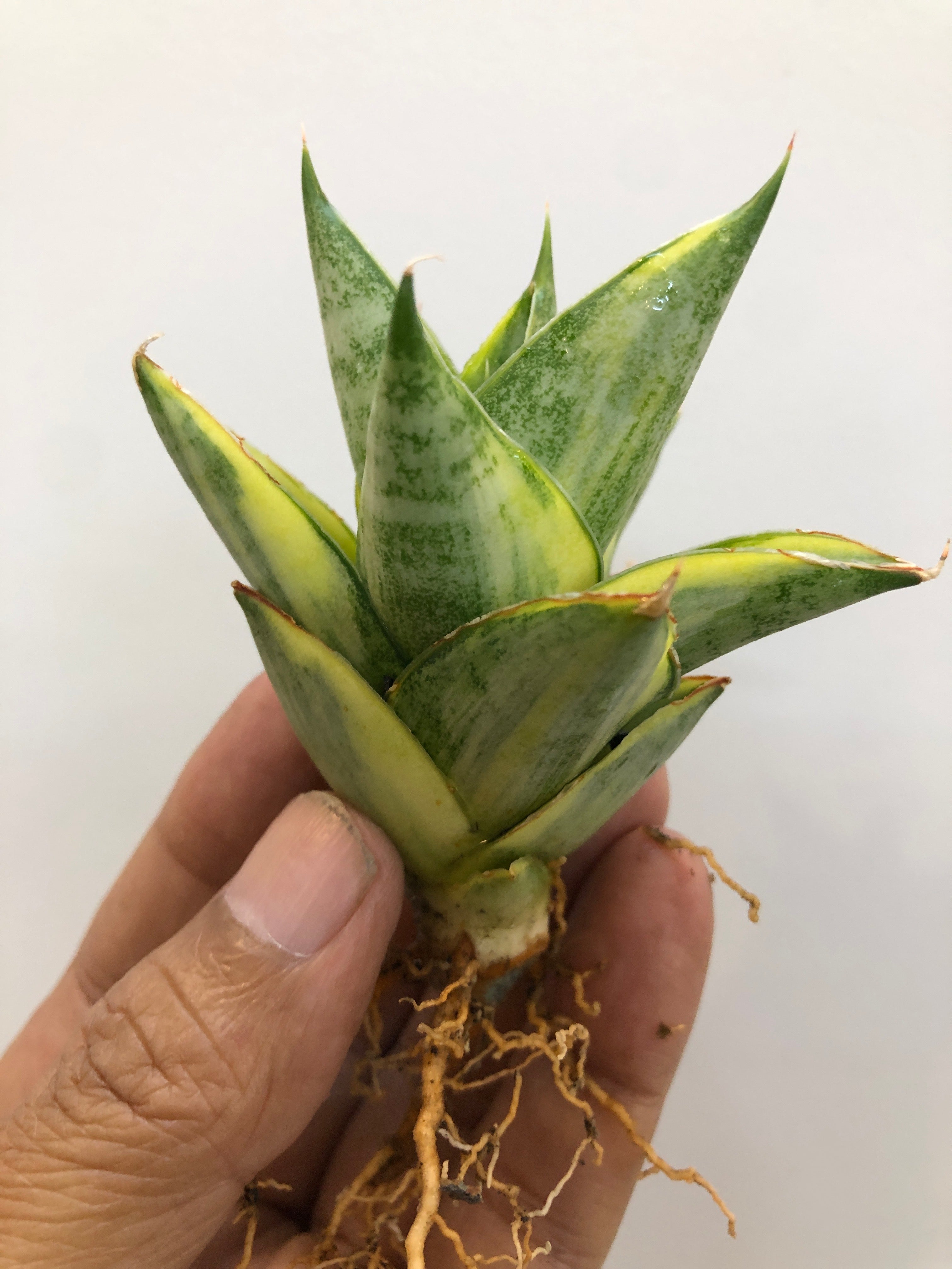 Sansevieria PAGODA VAR