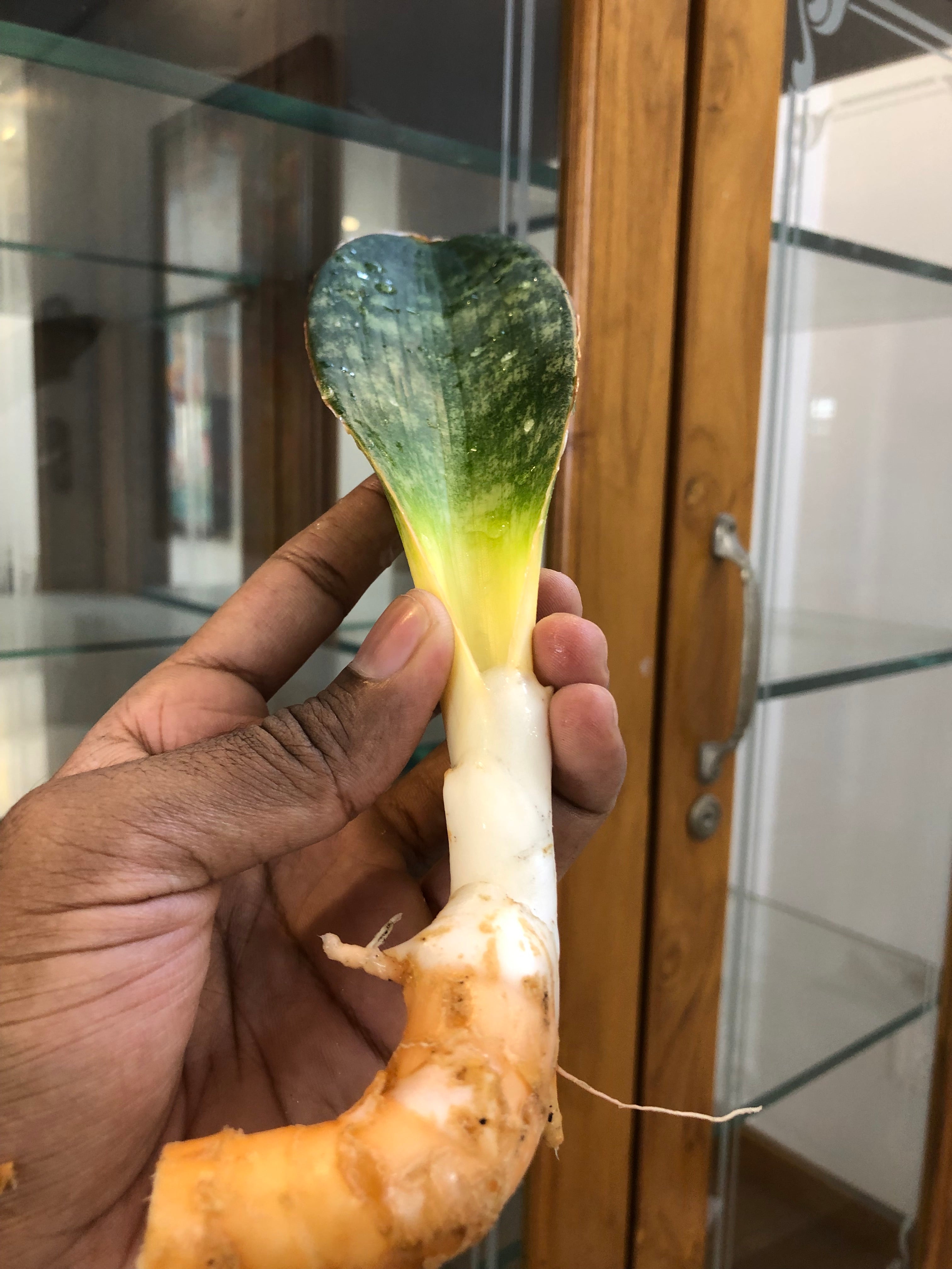 sansevieria HAWAIIAN STAR