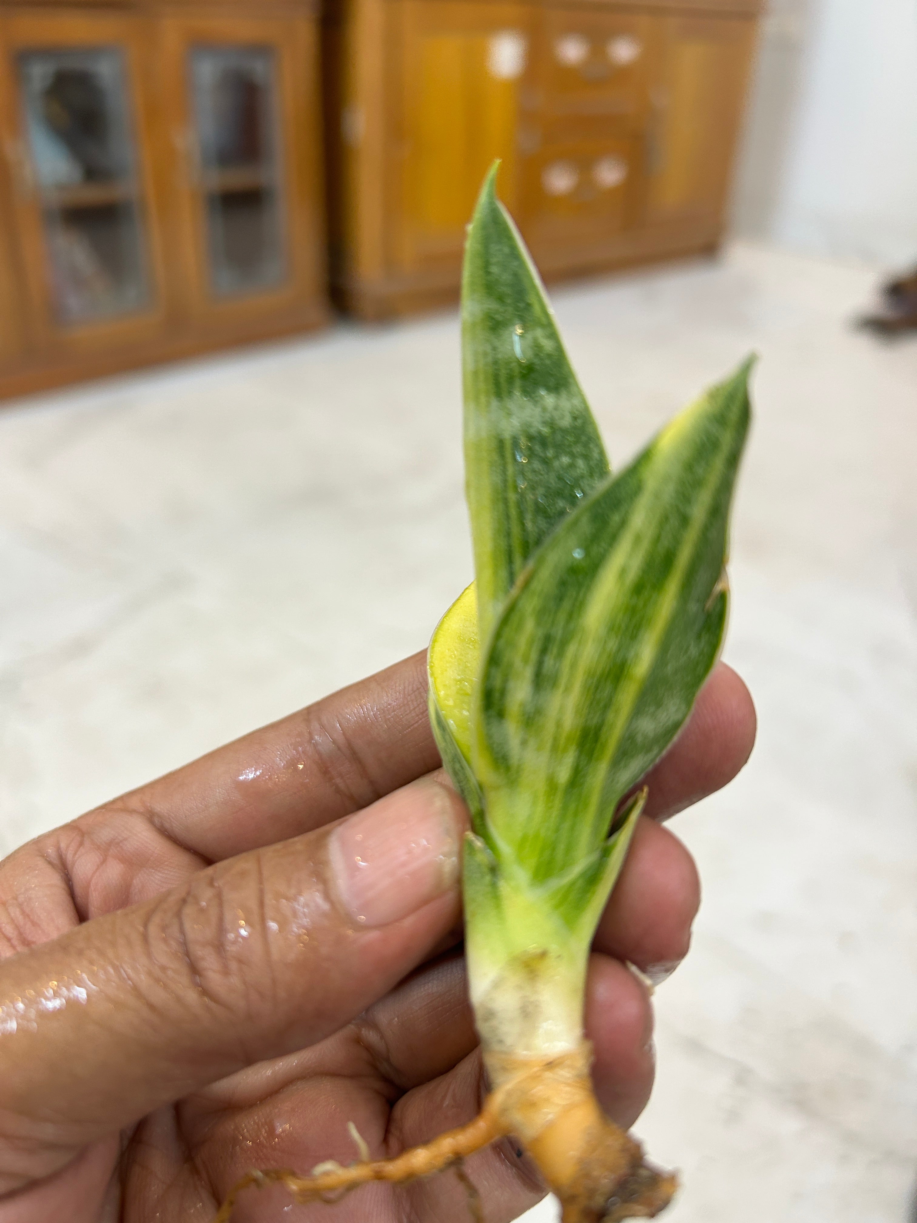Sansevieria ARIELLA VARIEGATED
