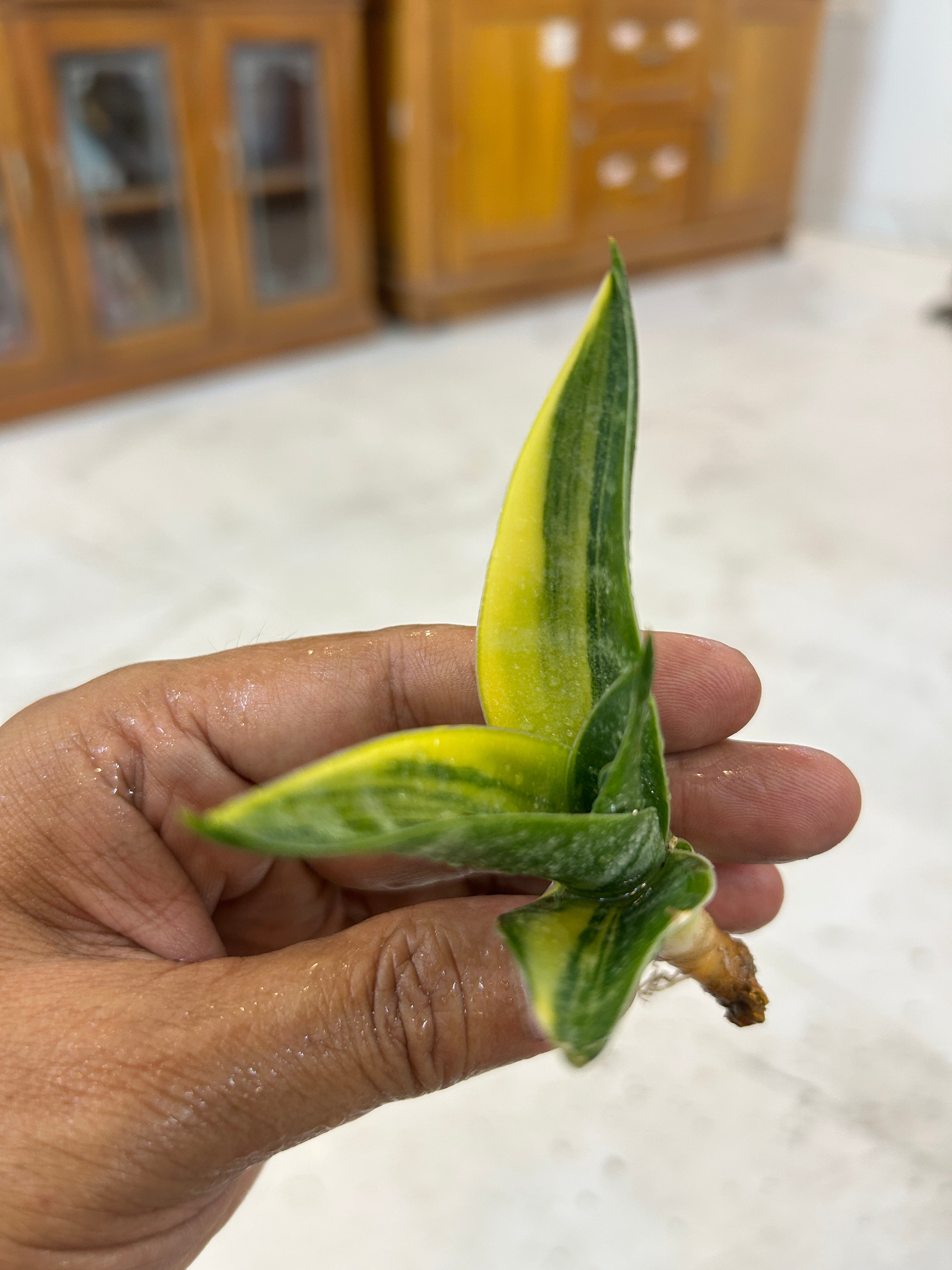Sansevieria ARIELLA VARIEGATED