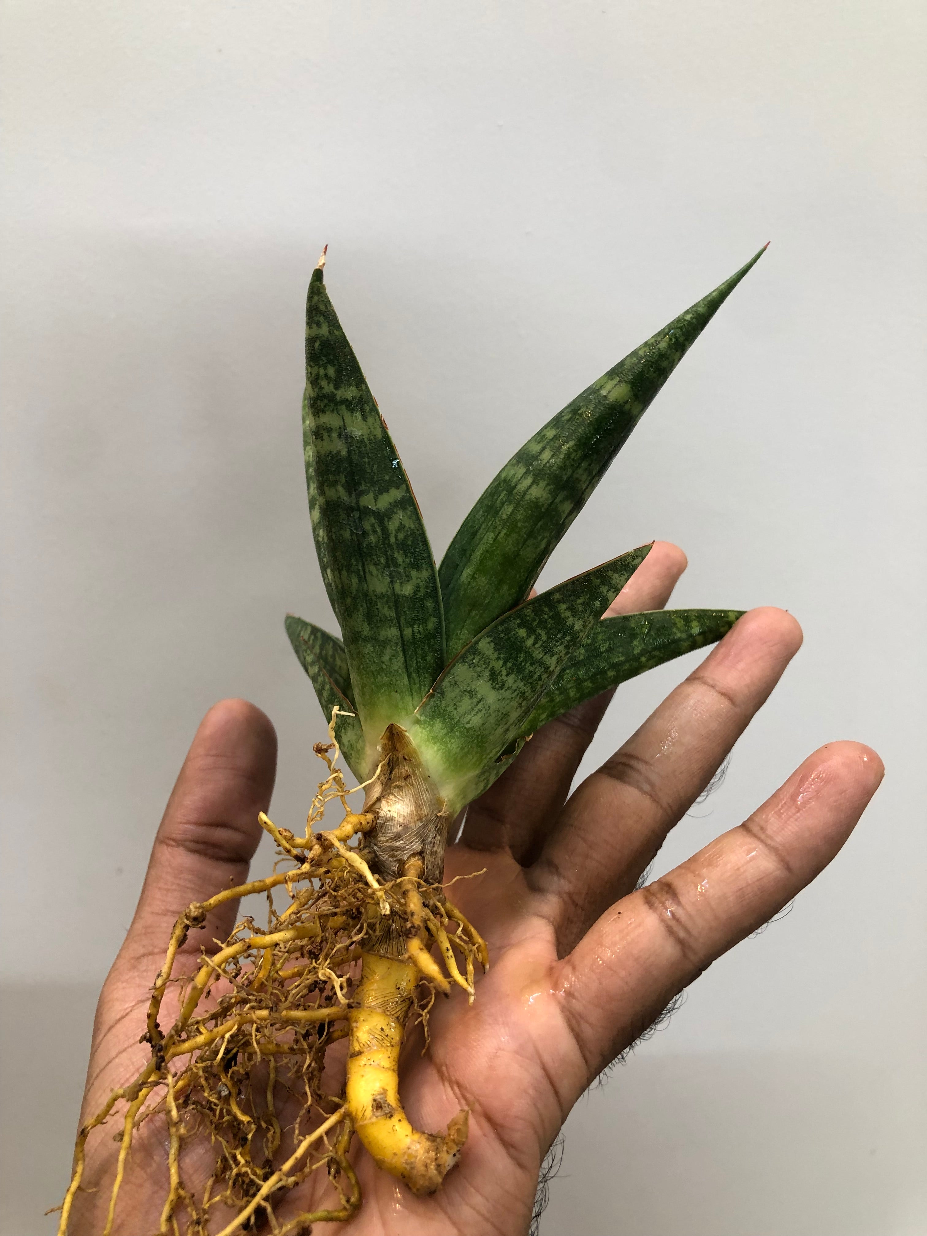 Sansevieria STAR GATE LARGE