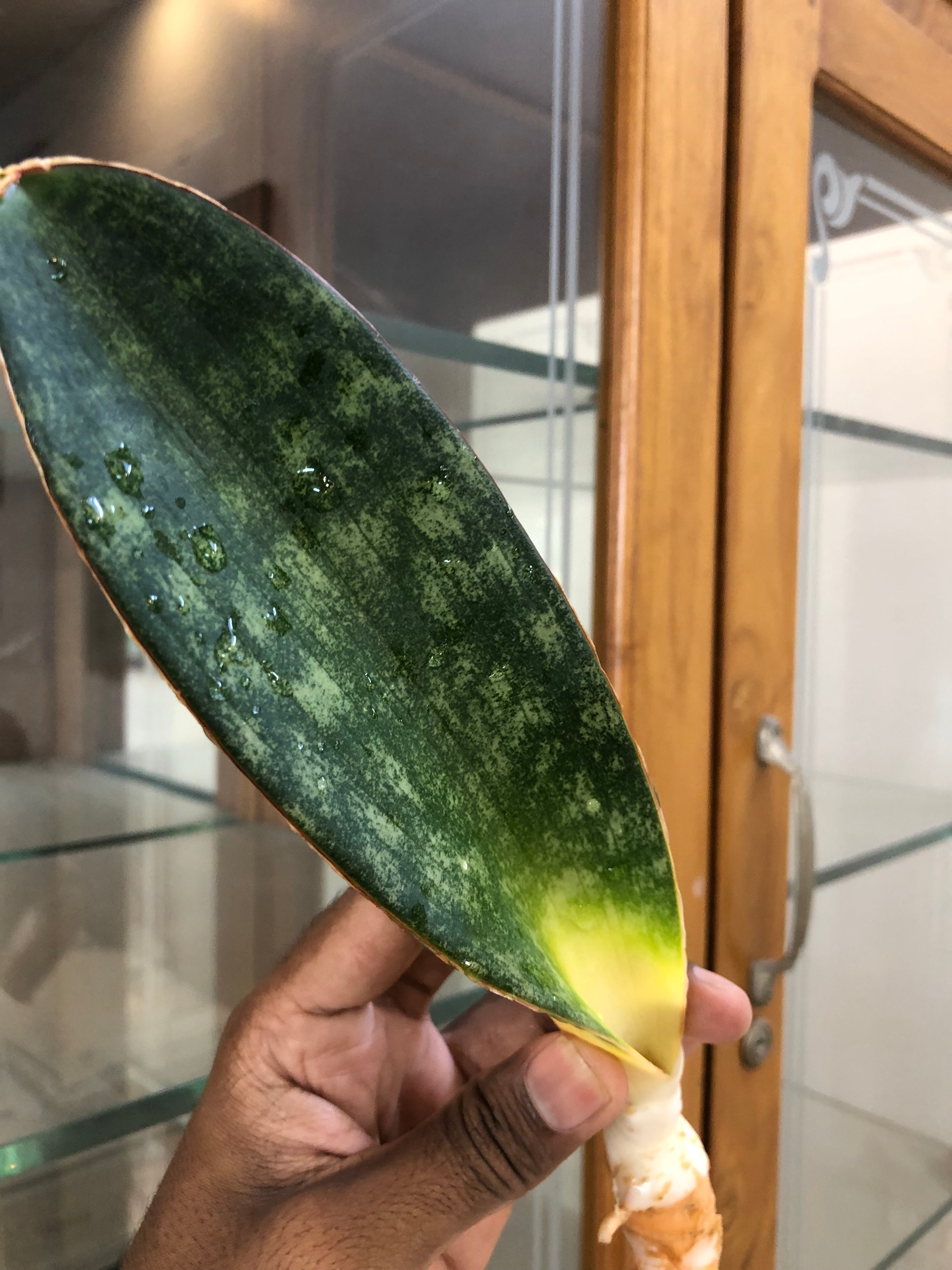 sansevieria HAWAIIAN STAR