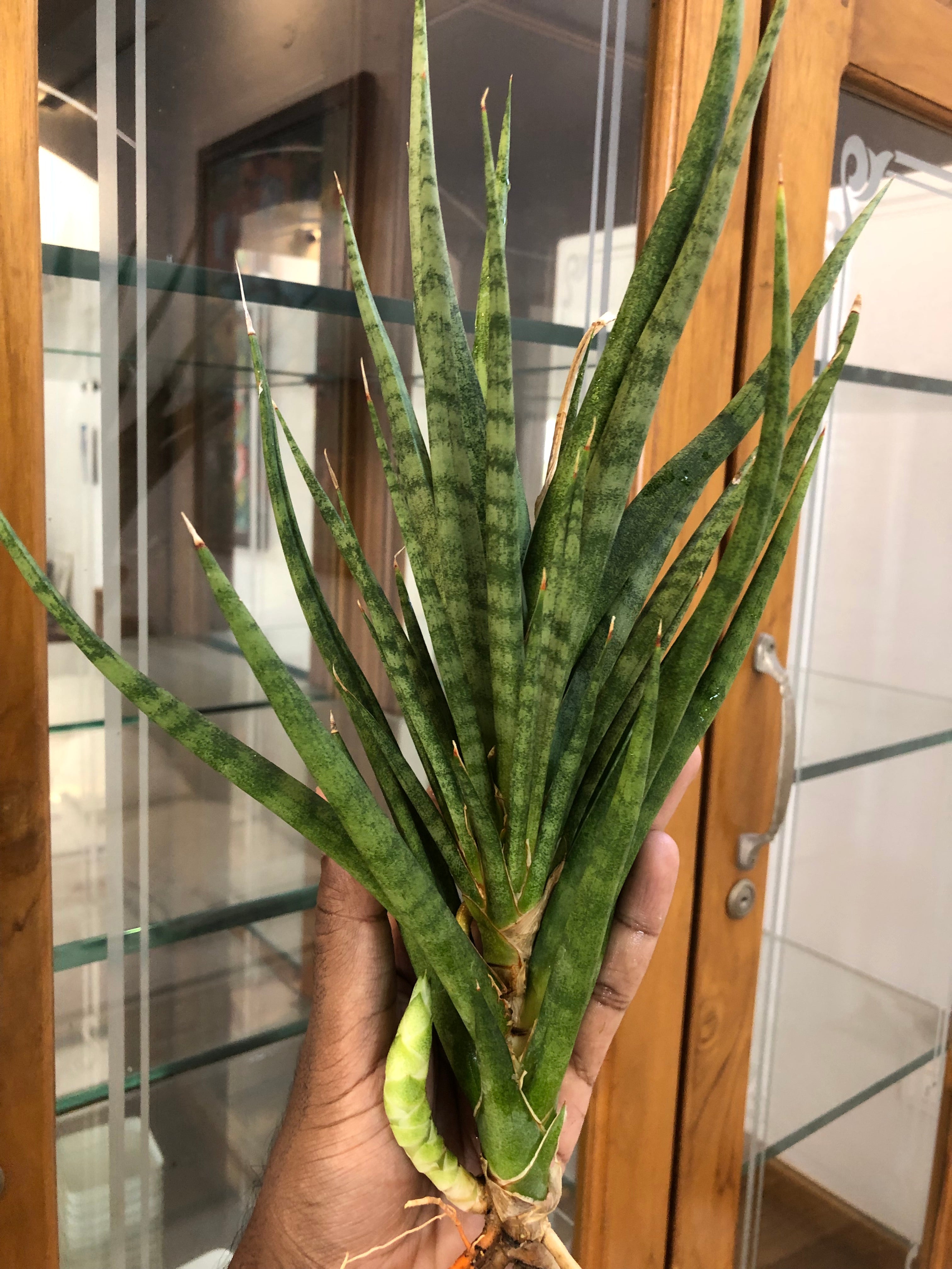 Sansevieria BUNLUE TORCH GREEN