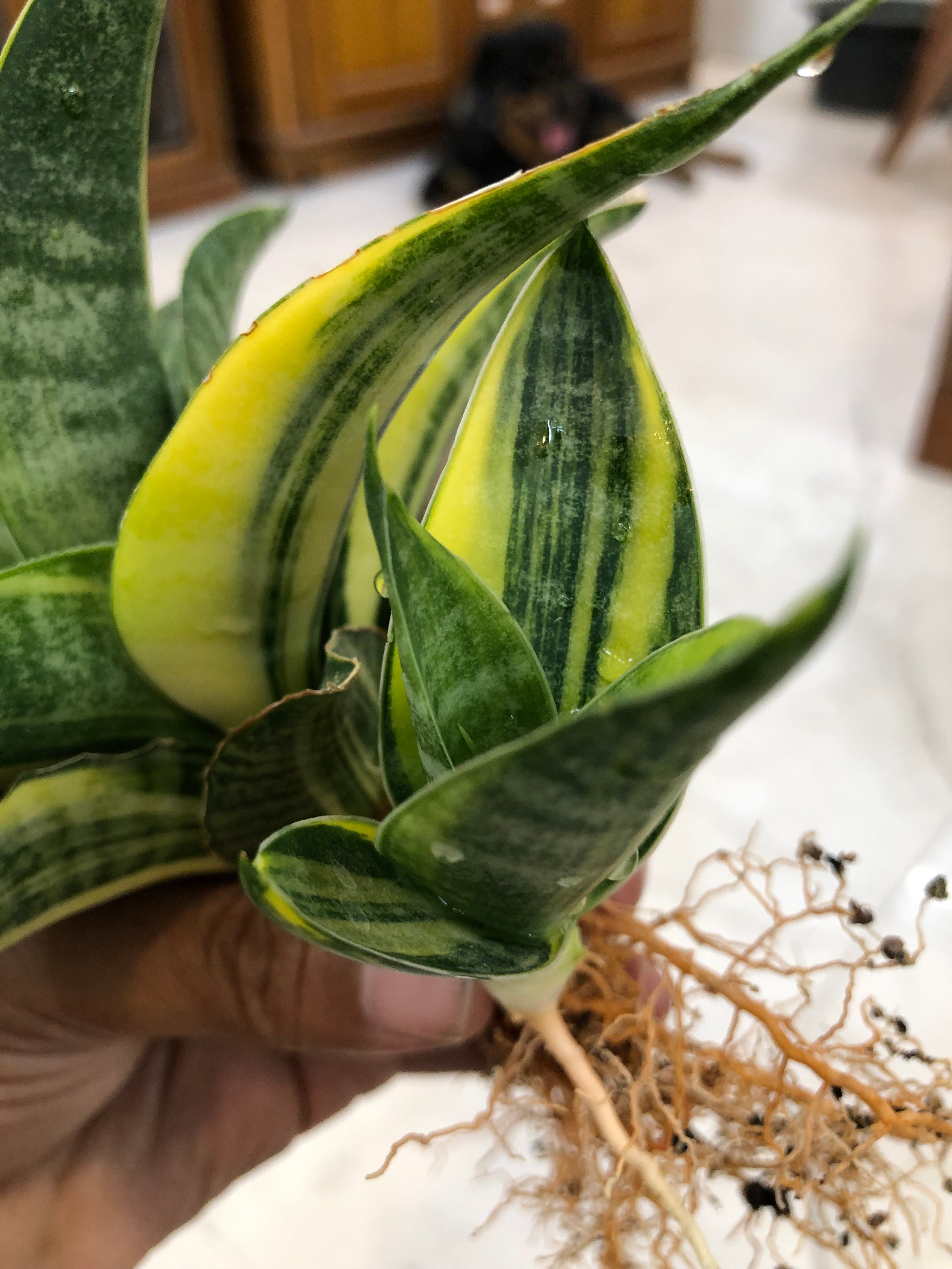 Sansevieria ARIELLA VARIEGATED