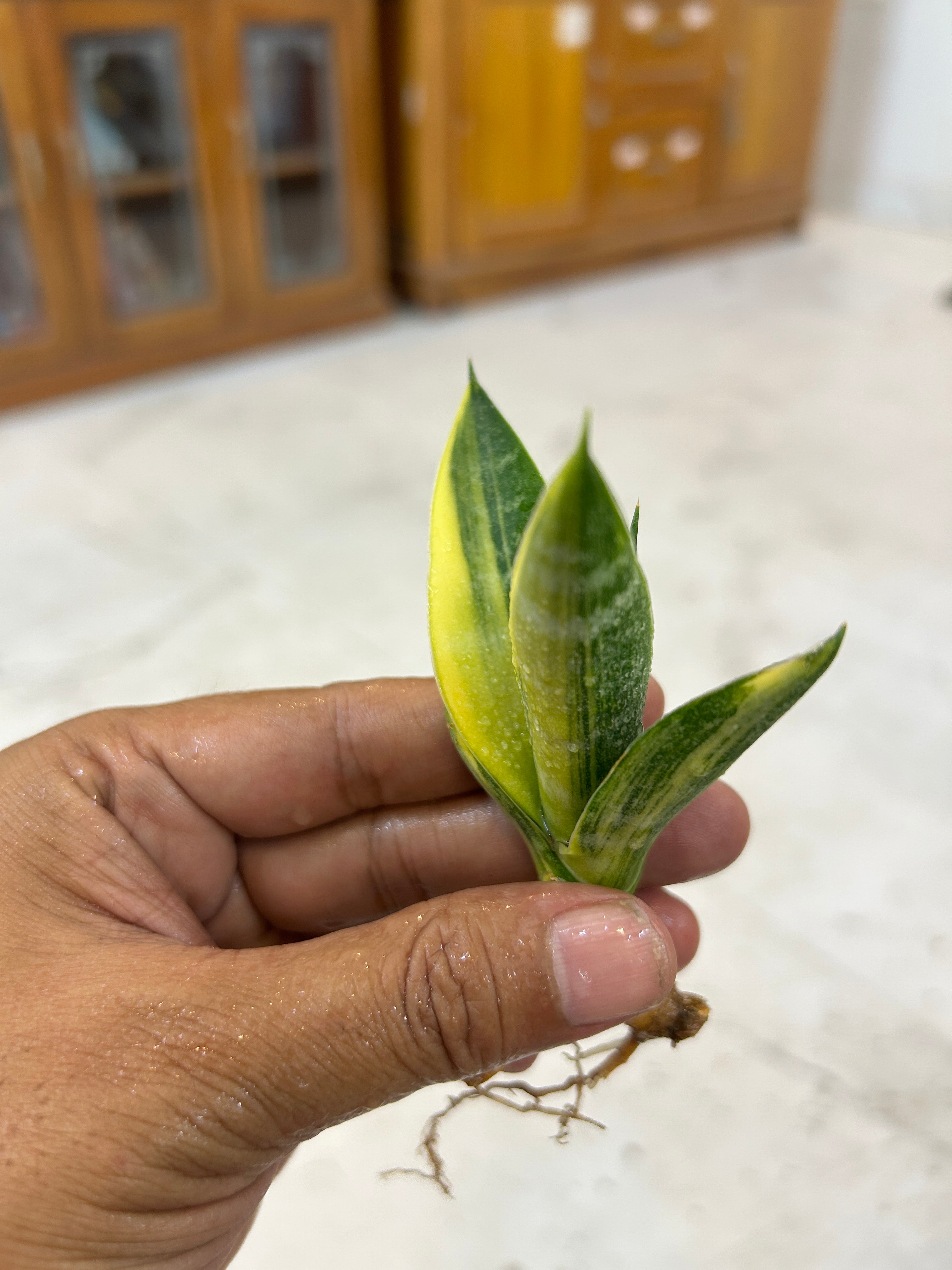Sansevieria ARIELLA VARIEGATED