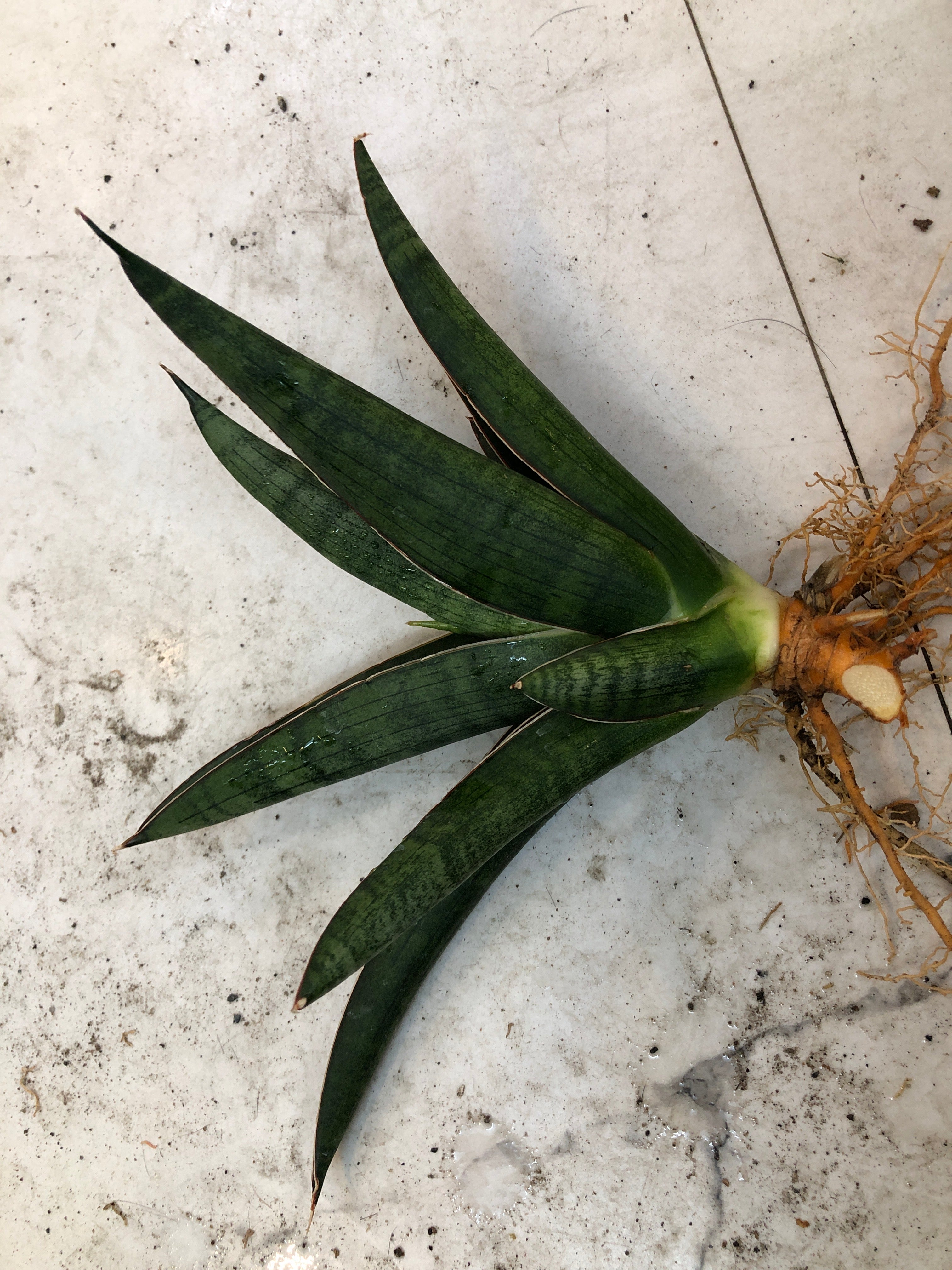Sansevieria PATRICK