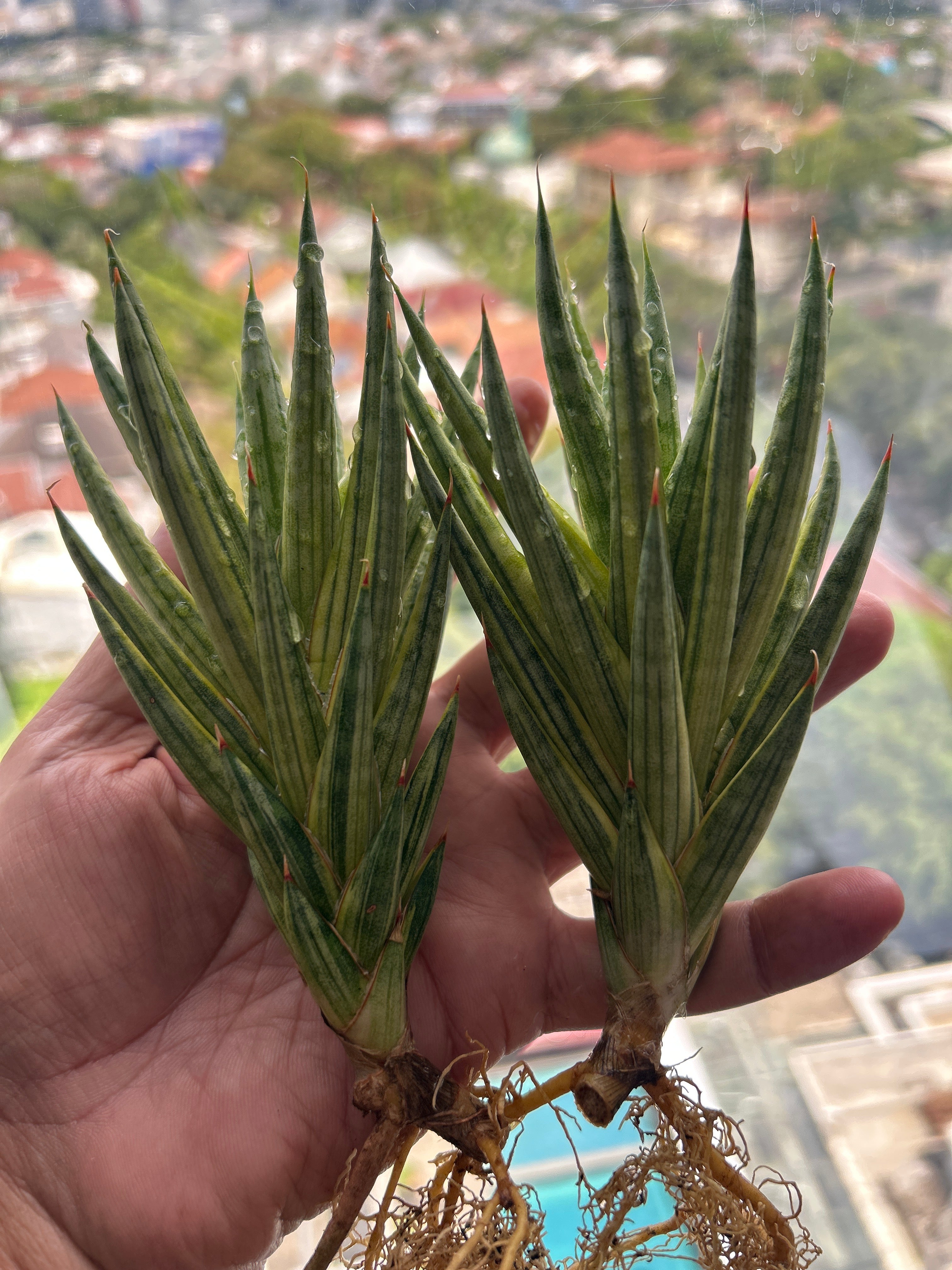 Sansevieria Francissi Yellow Var