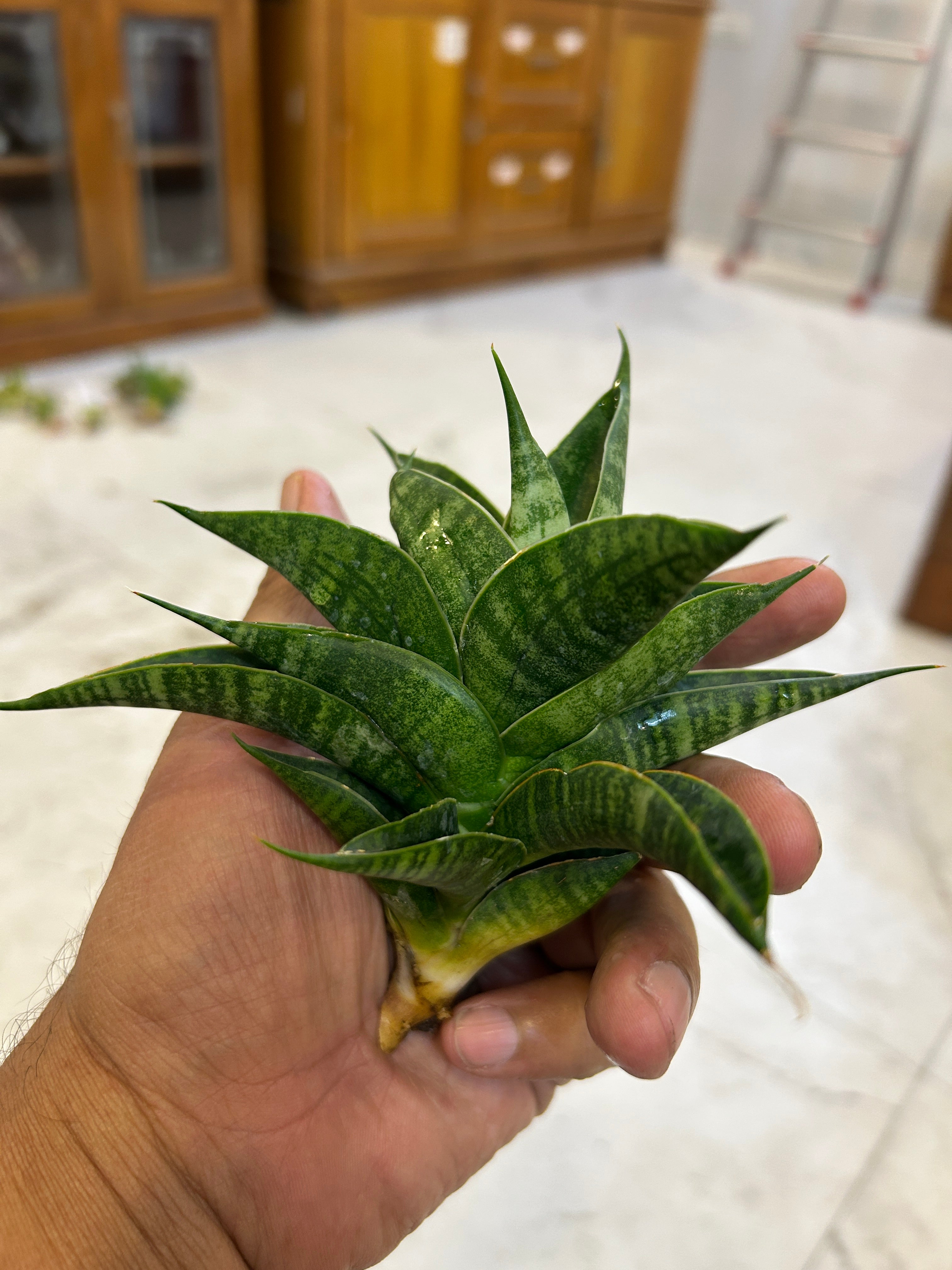 Sansevieria SINDORO