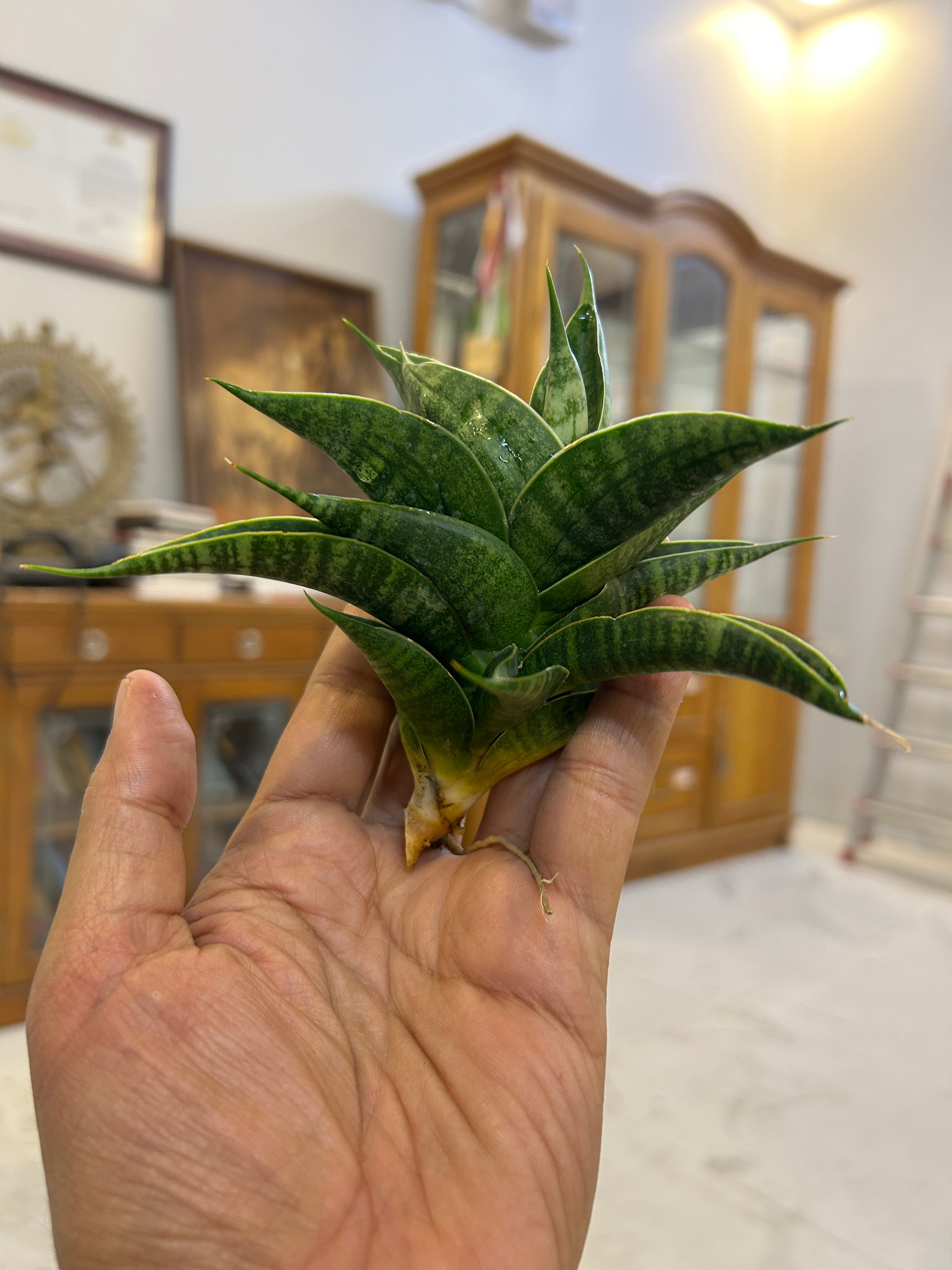 Sansevieria SINDORO