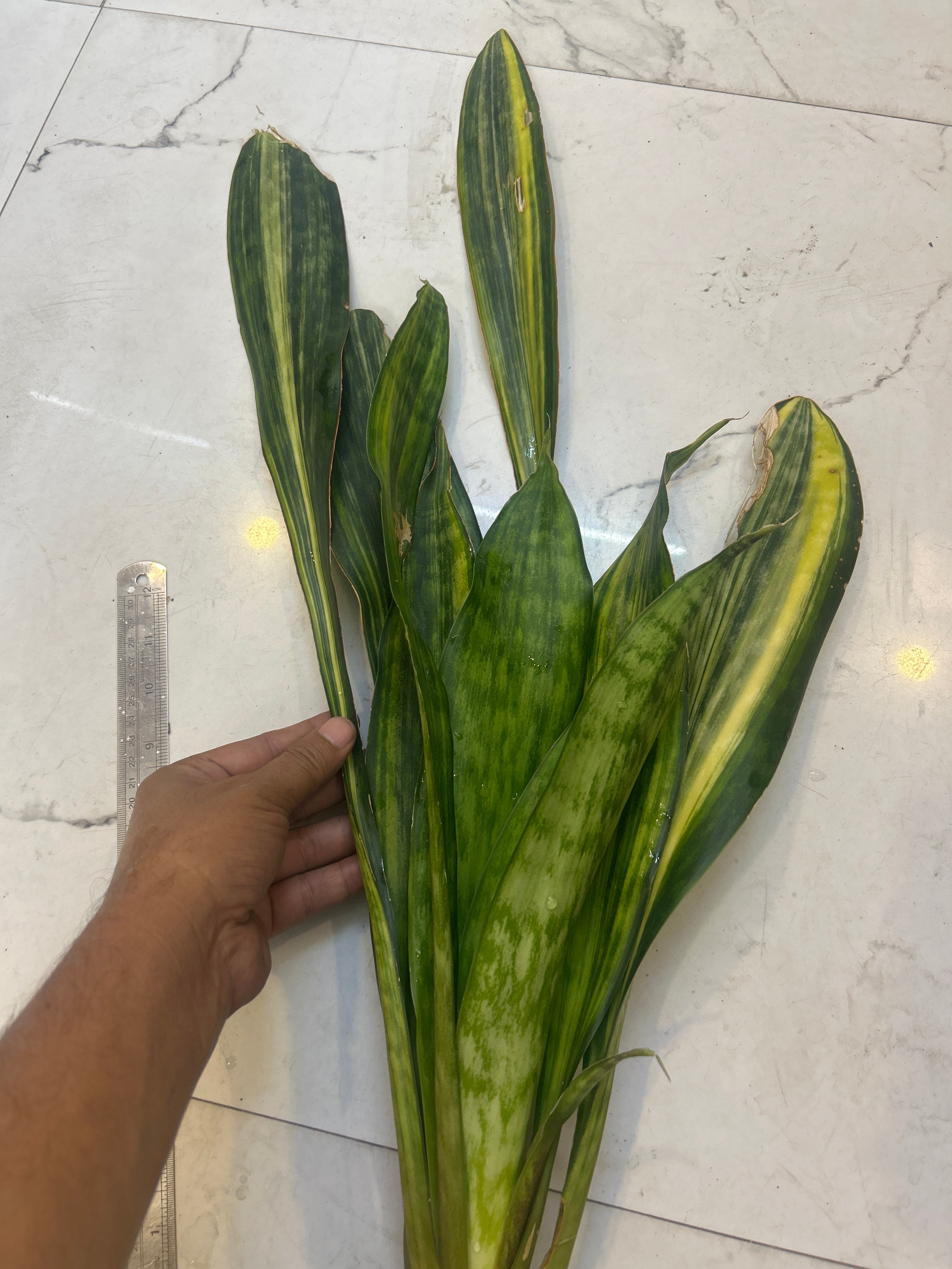 Sansevieria LAKE SIBAYA/GIANTLEAF/SUDVALA CAVES VARIEGATED