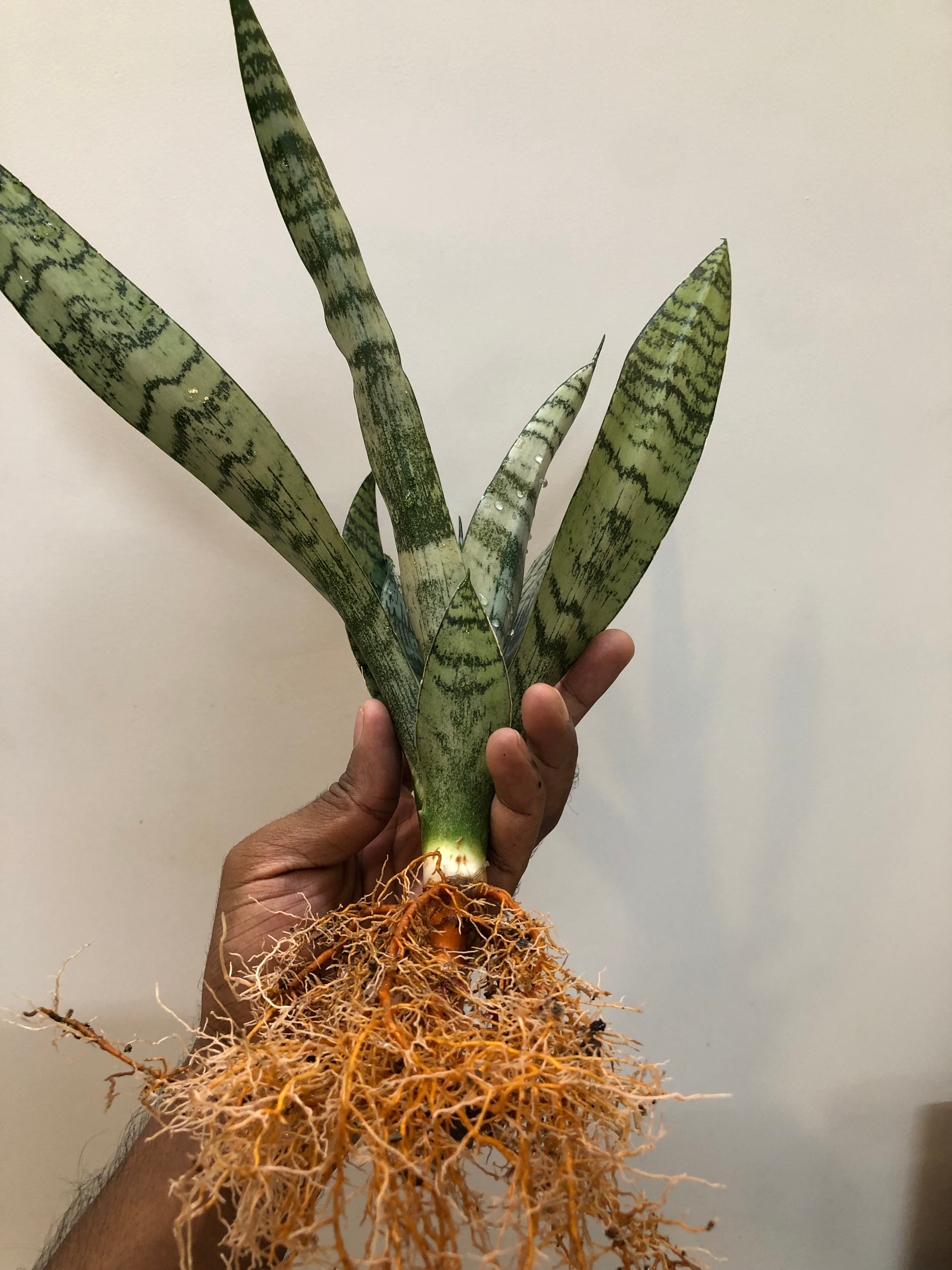 Sansevieria EVEREST