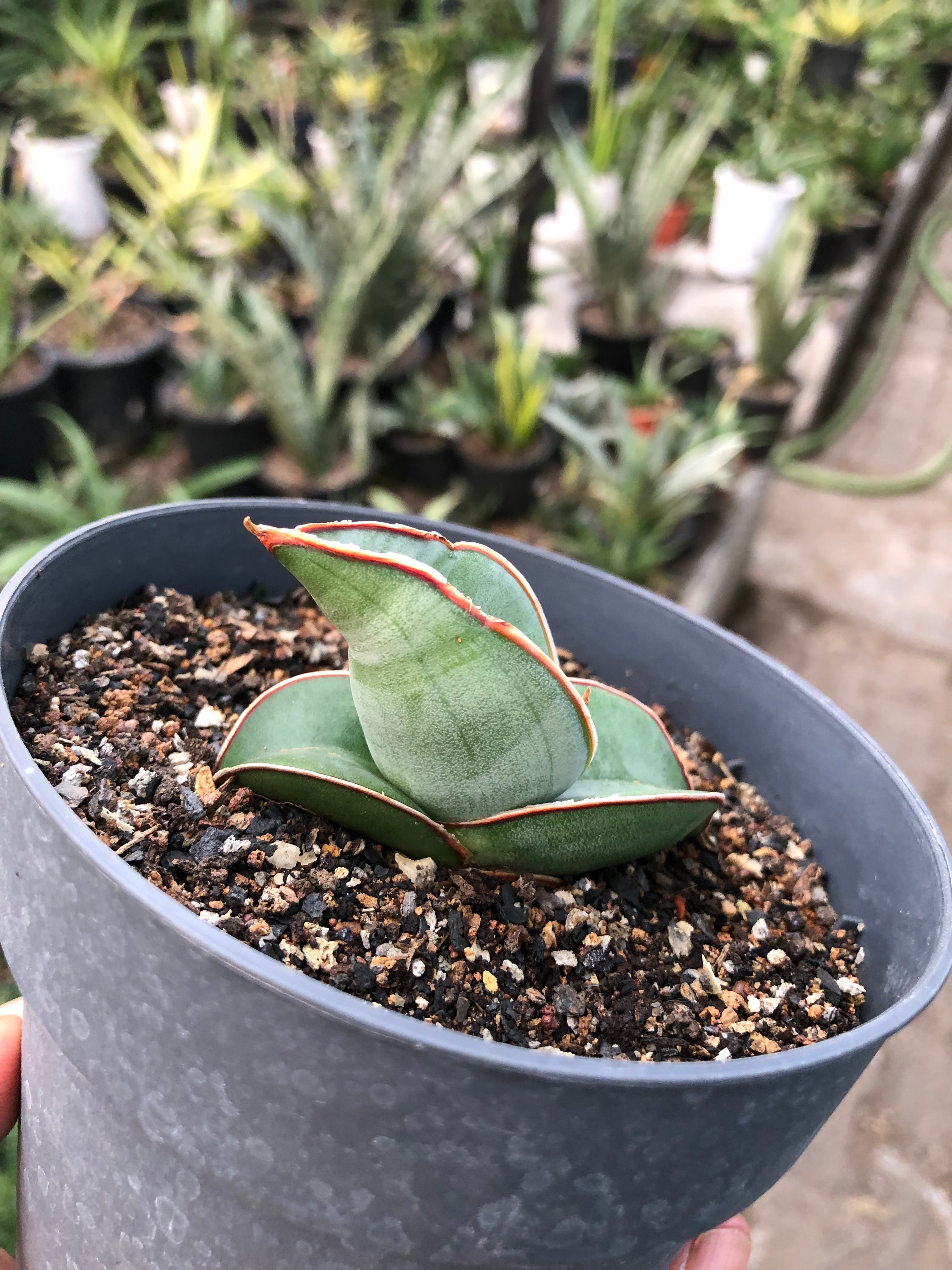 Sansevieria BANANA FAT
