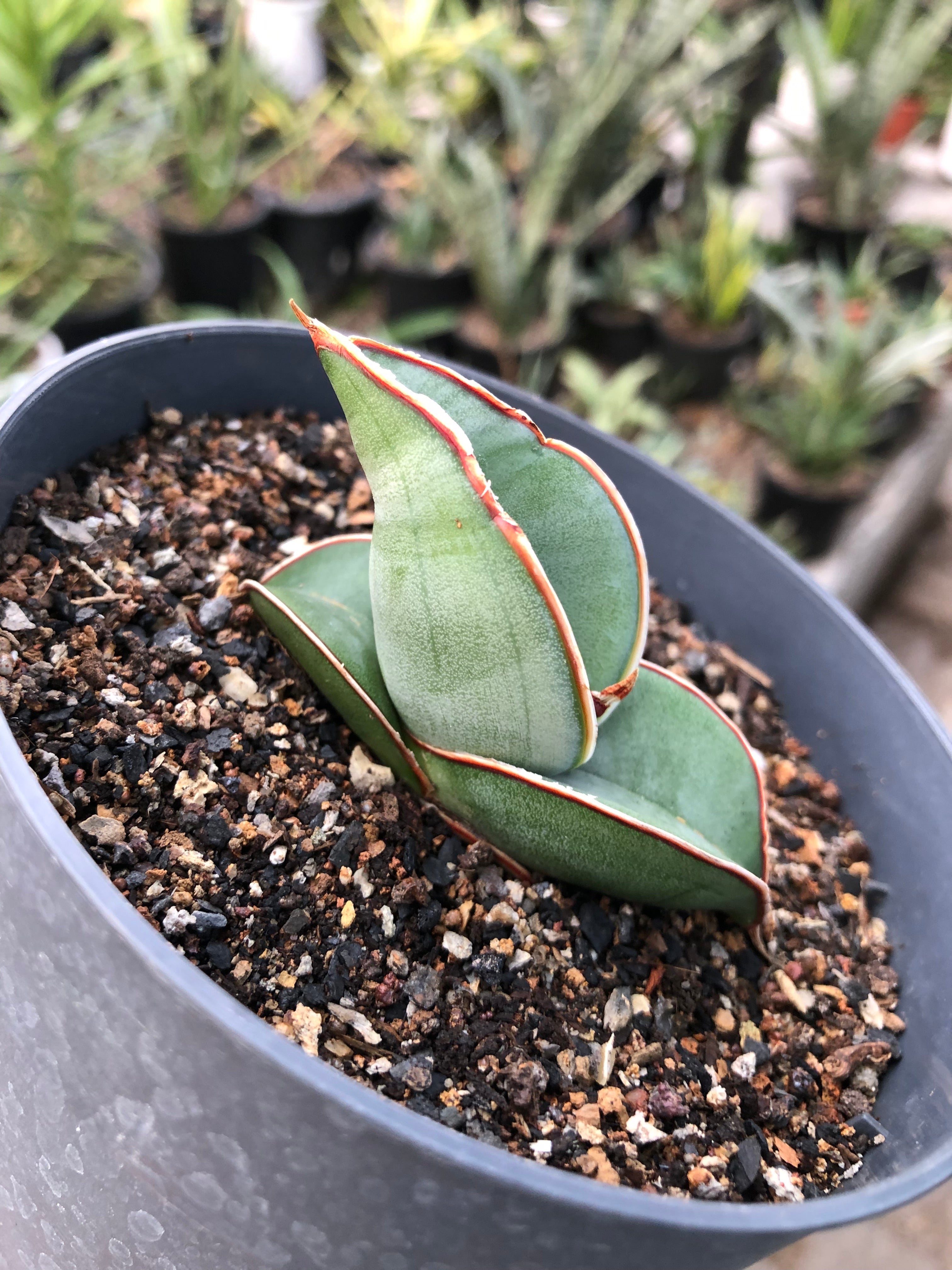 Sansevieria BANANA FAT