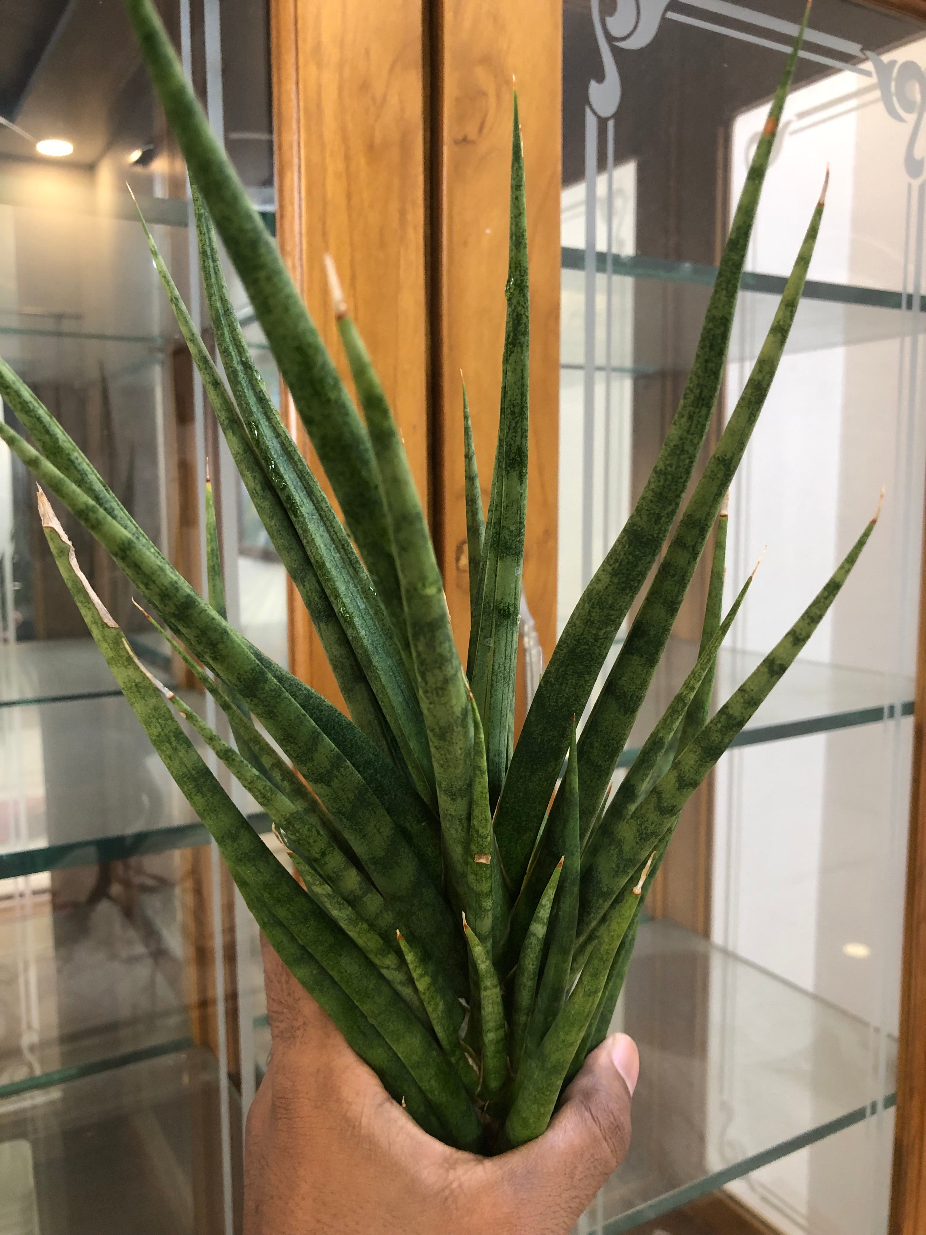 Sansevieria BUNLUE TORCH GREEN