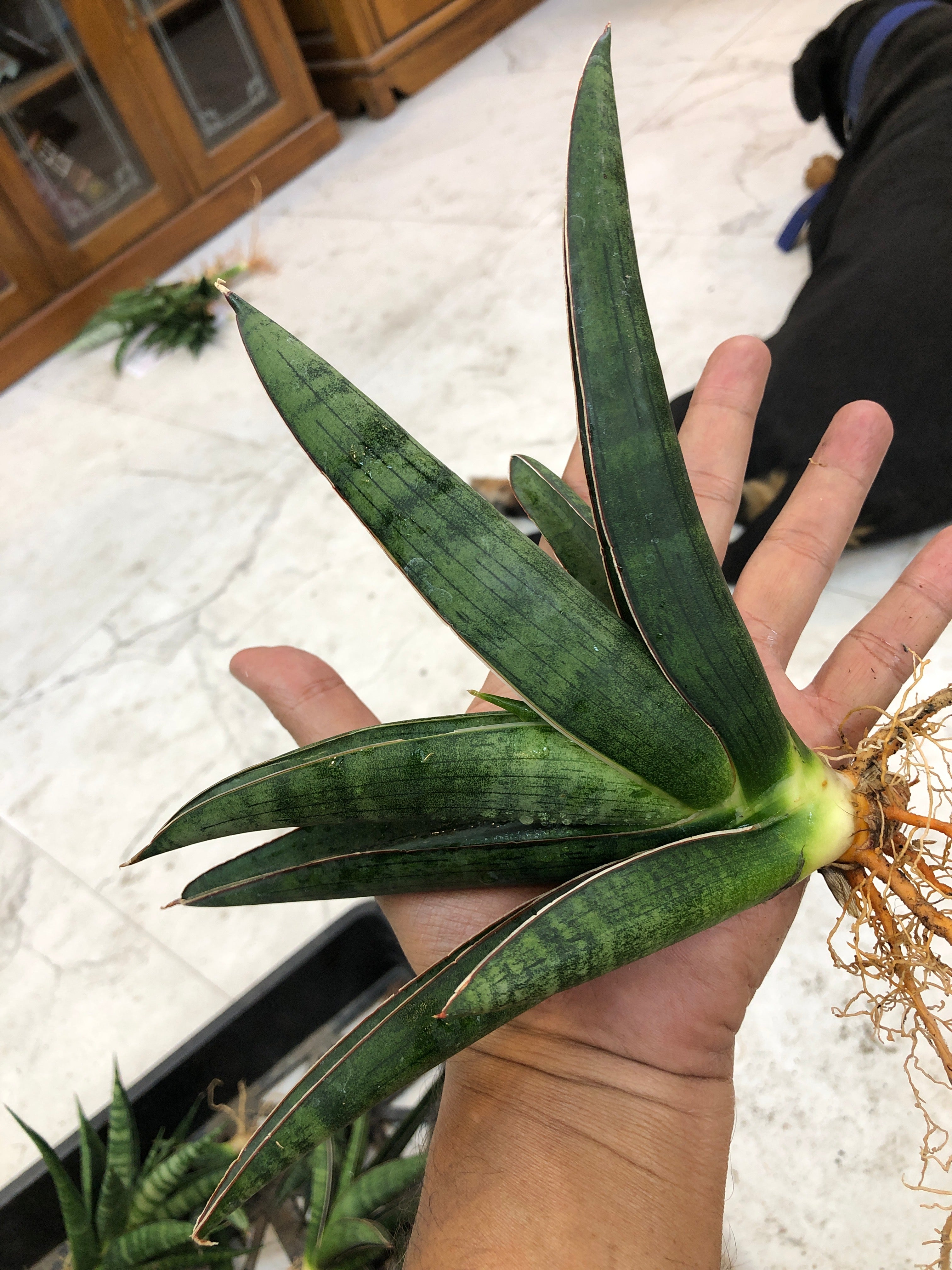 Sansevieria PATRICK