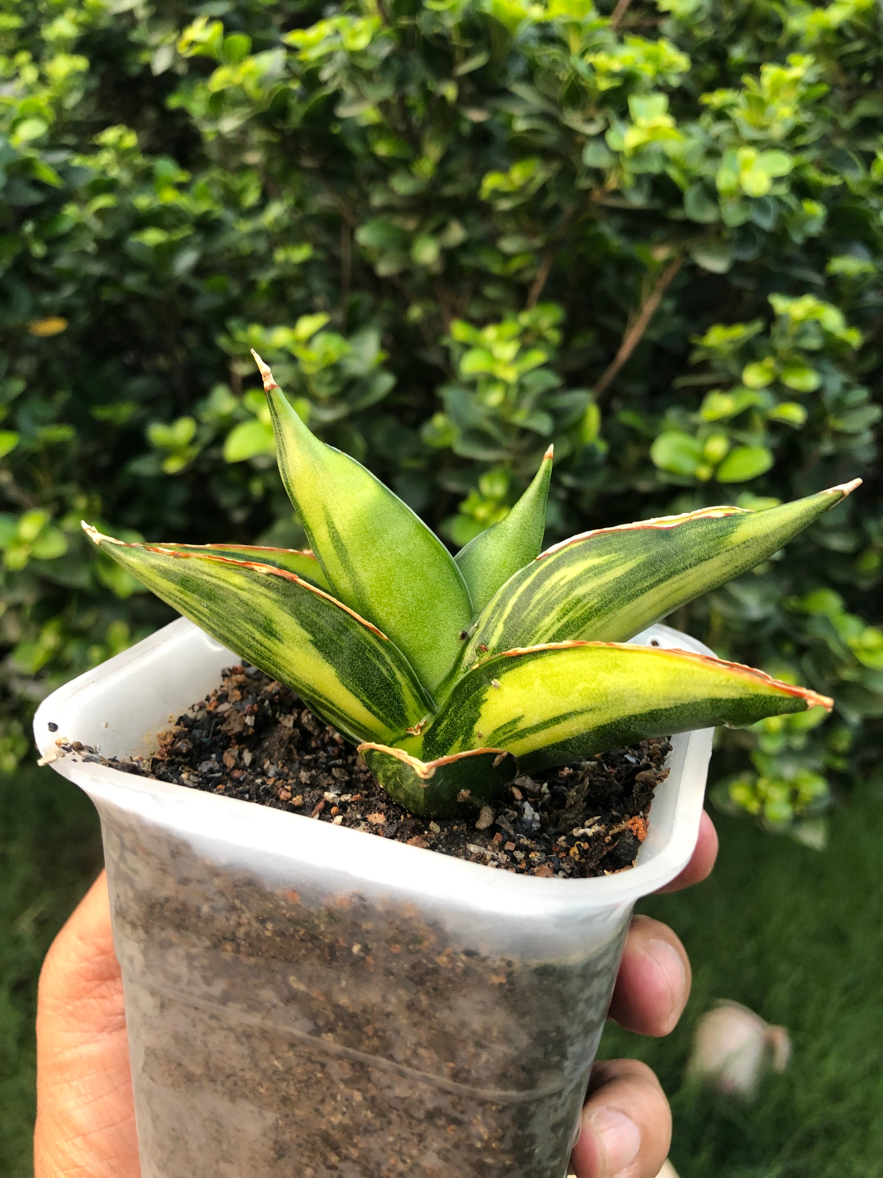 Sansevieria SWASDEE VARIEGATED