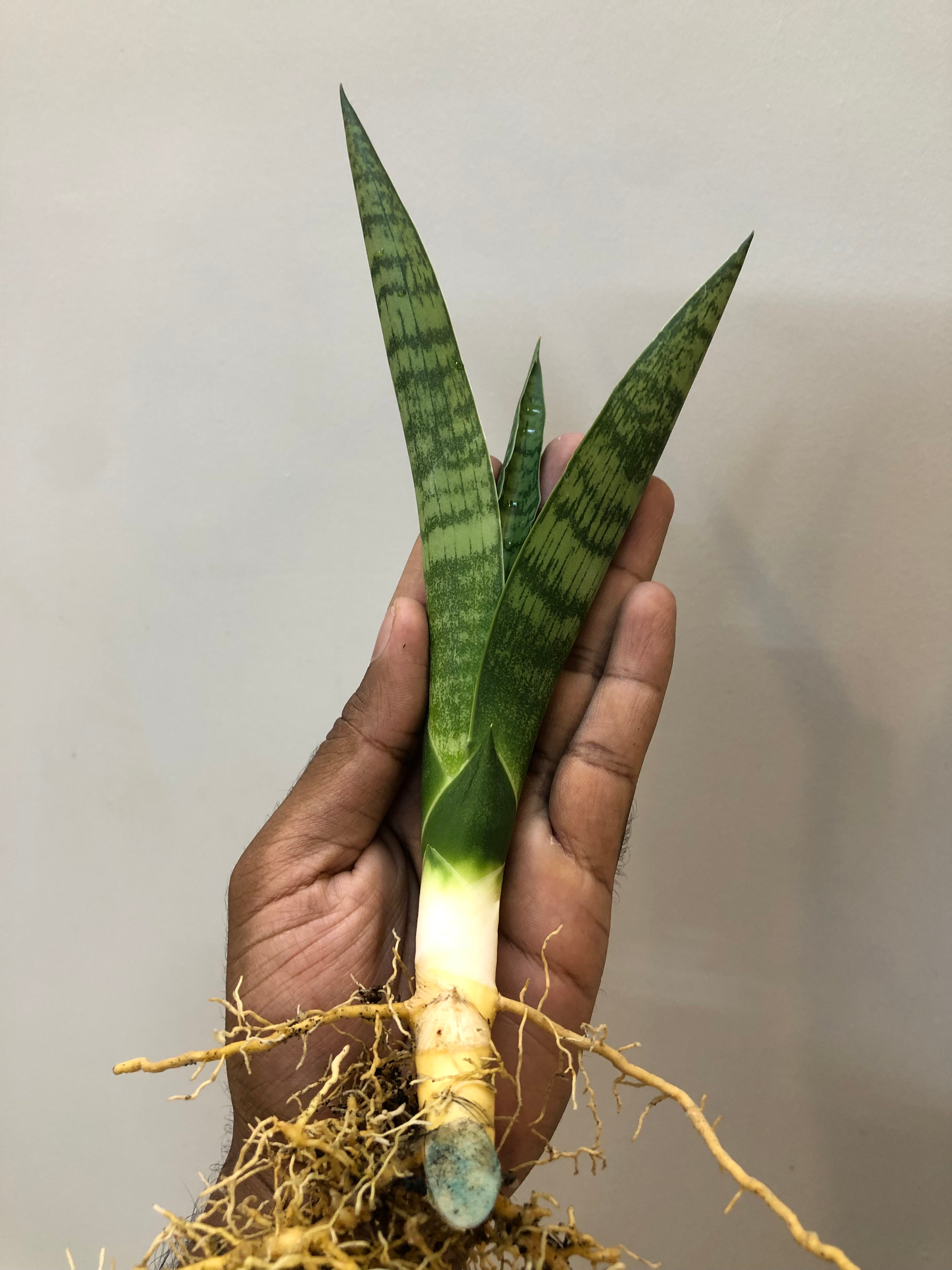 Sansevieria BALLERINA