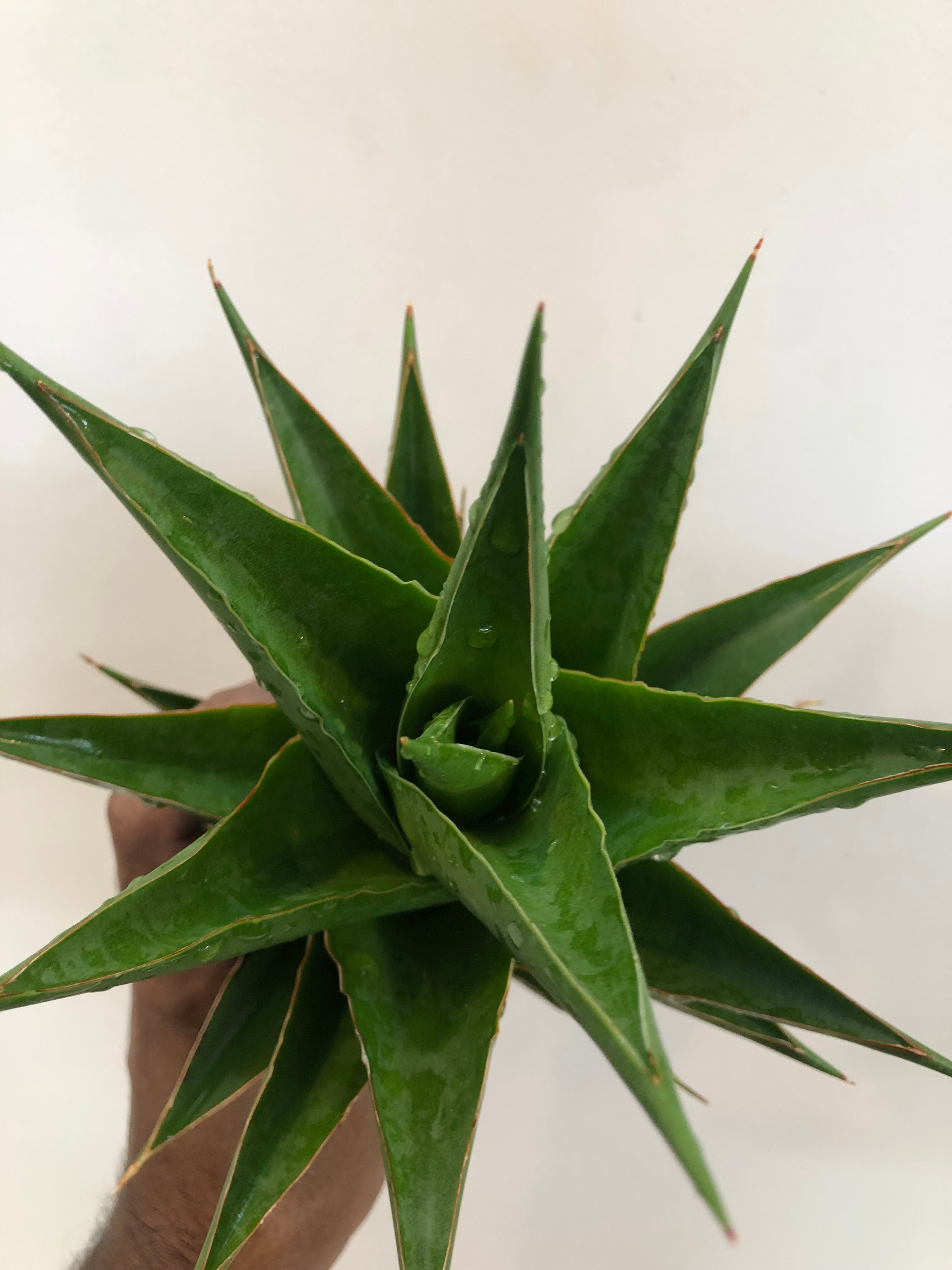 Sansevieria INDONESIAN TOWER