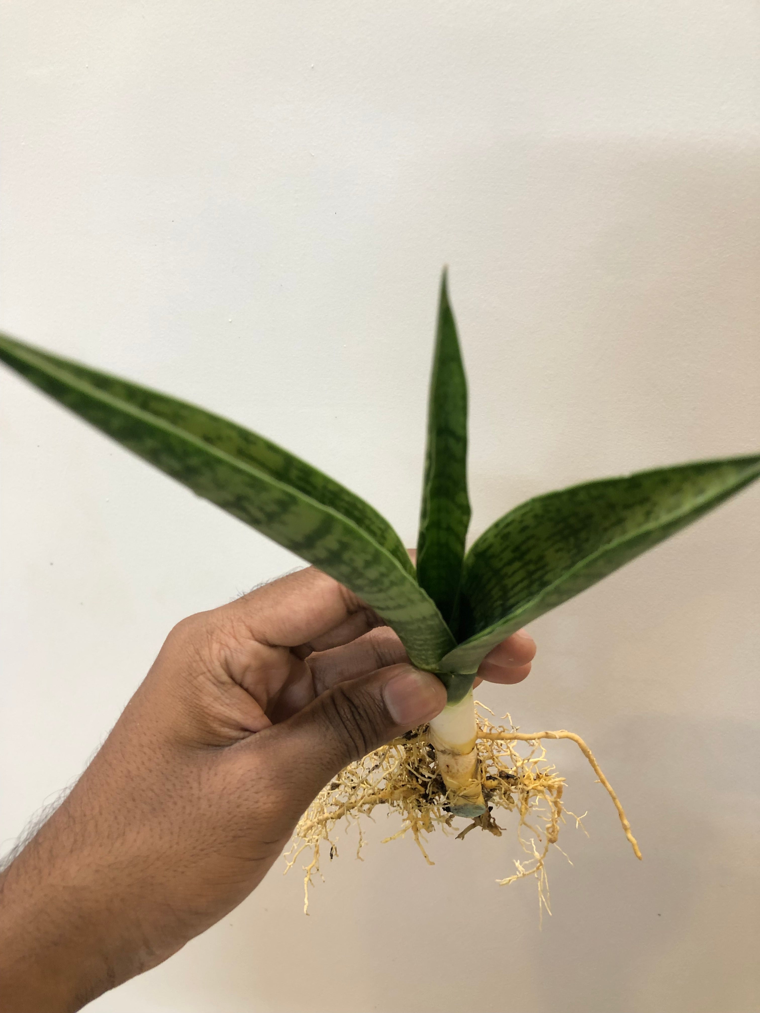 Sansevieria BALLERINA