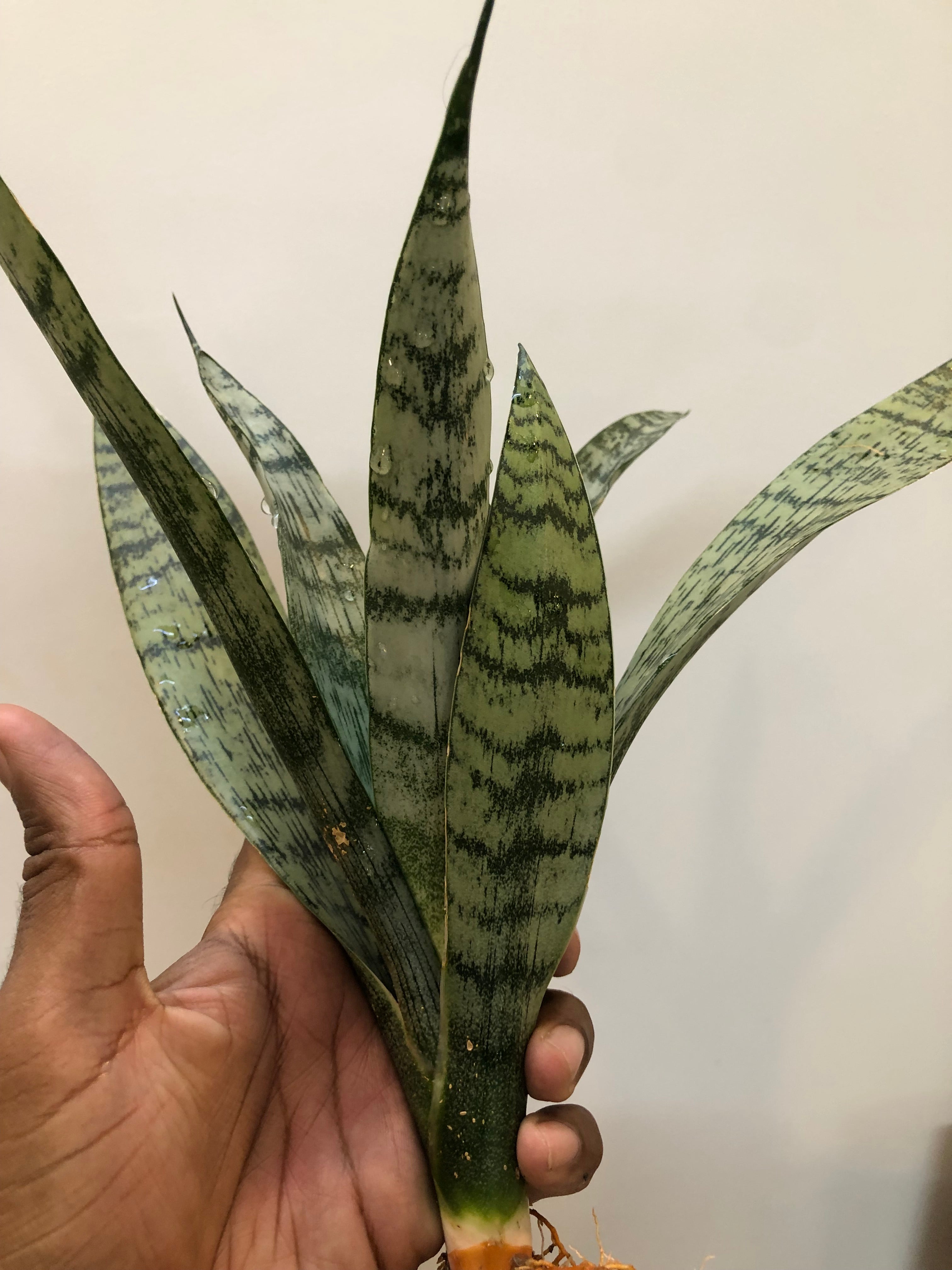 Sansevieria EVEREST
