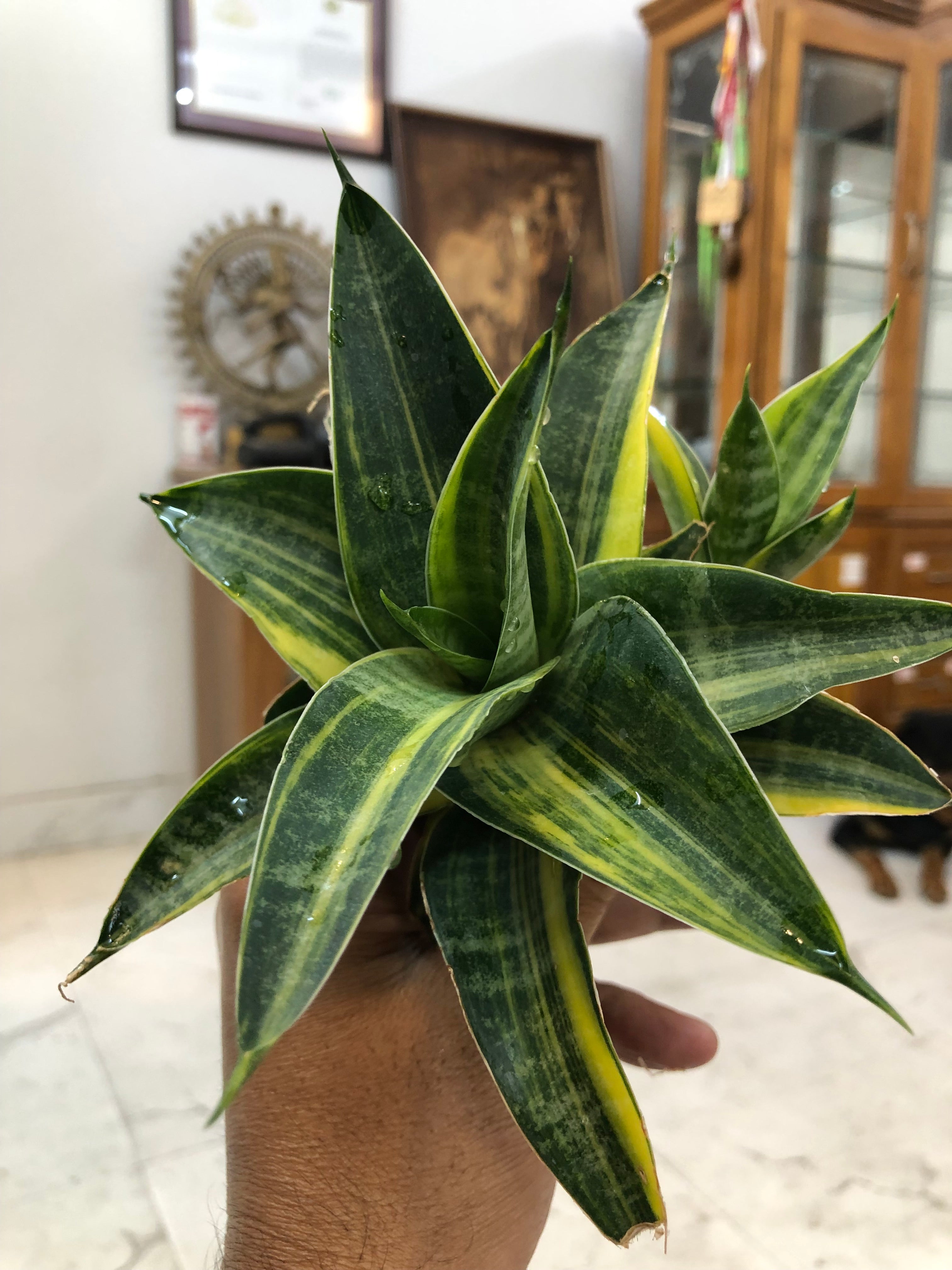 Sansevieria ARIELLA VARIEGATED
