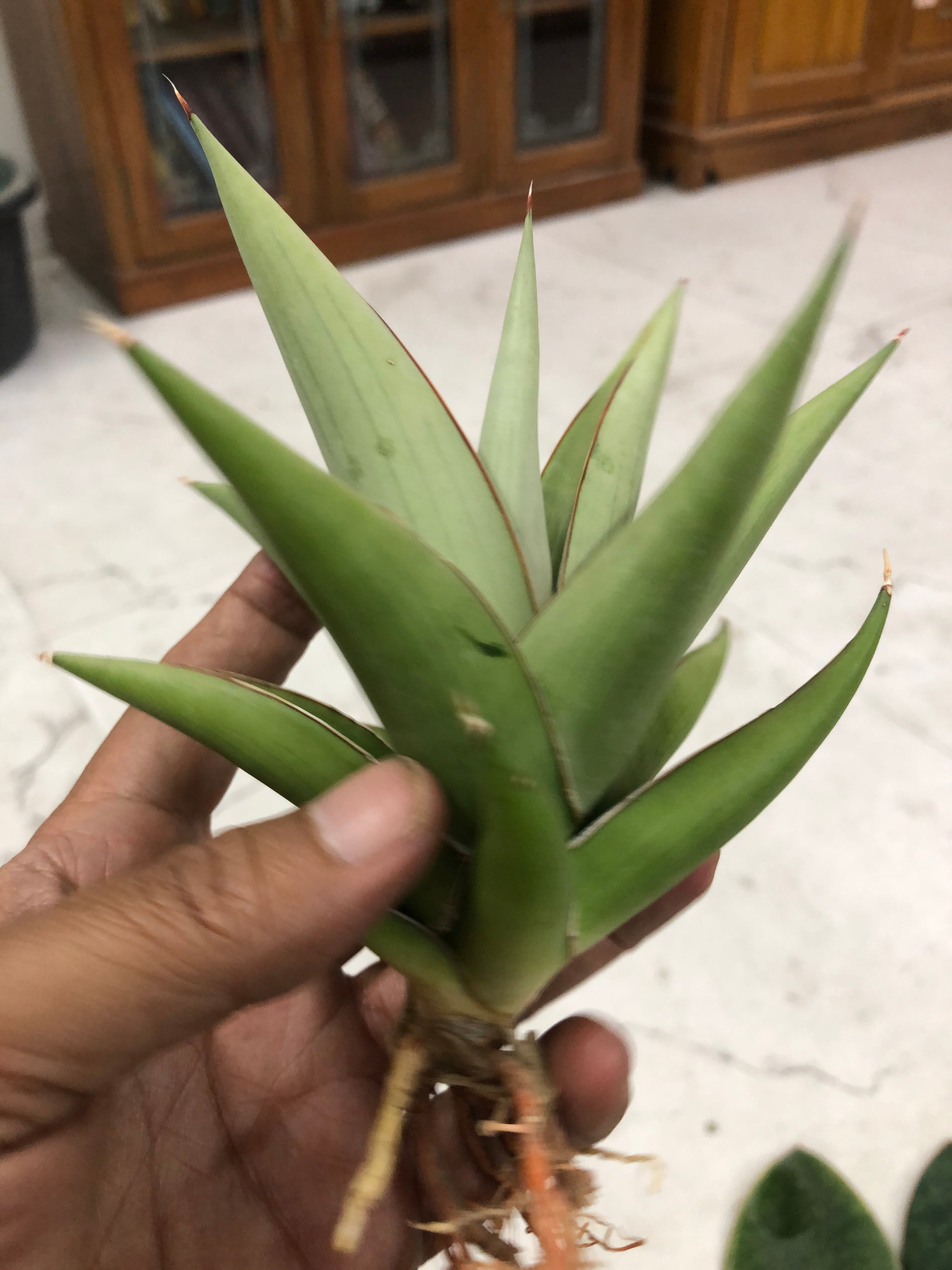 Sansevieria TOWER SILVER
