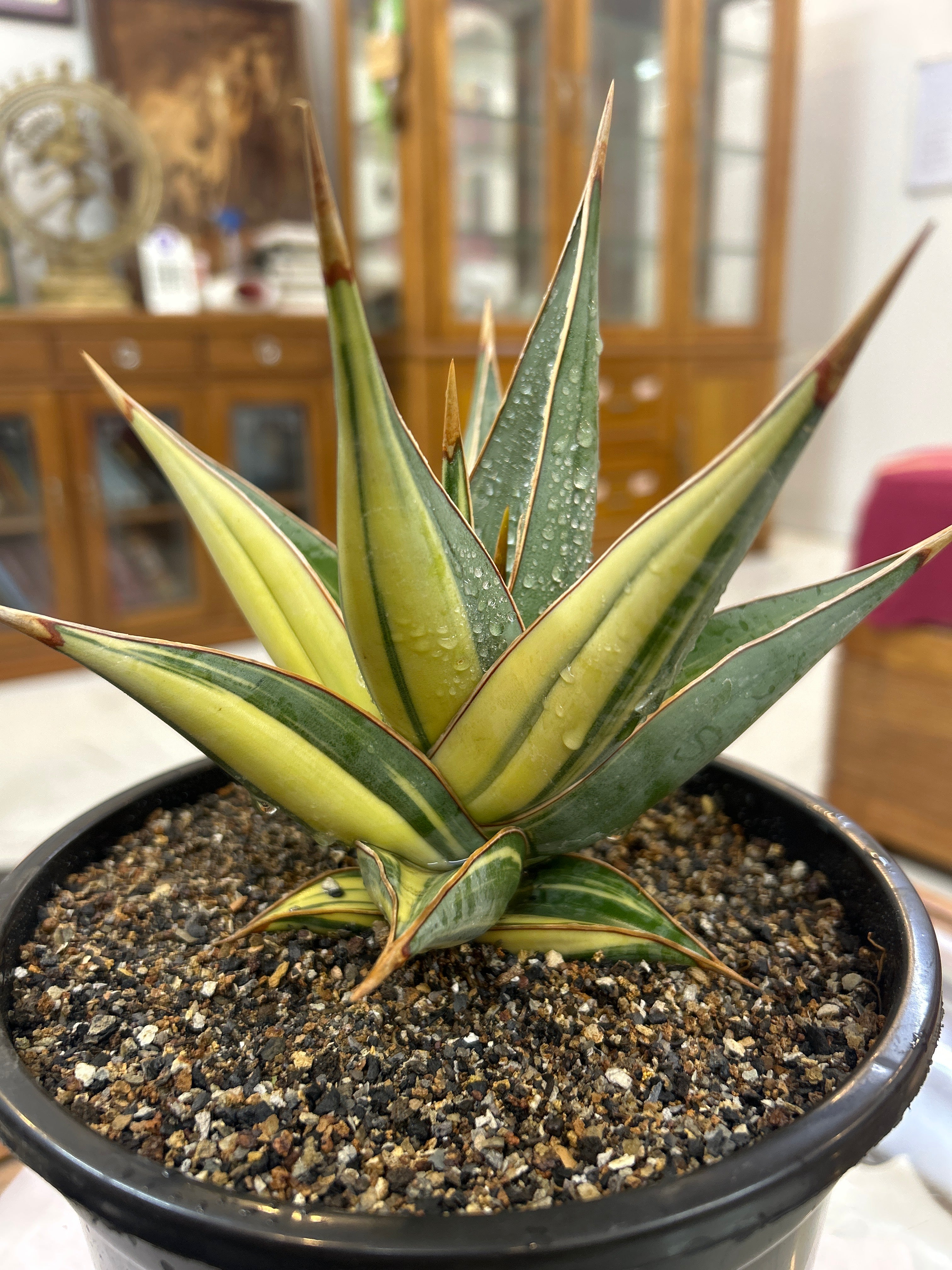 Sansevieria Pinguicula Variegated