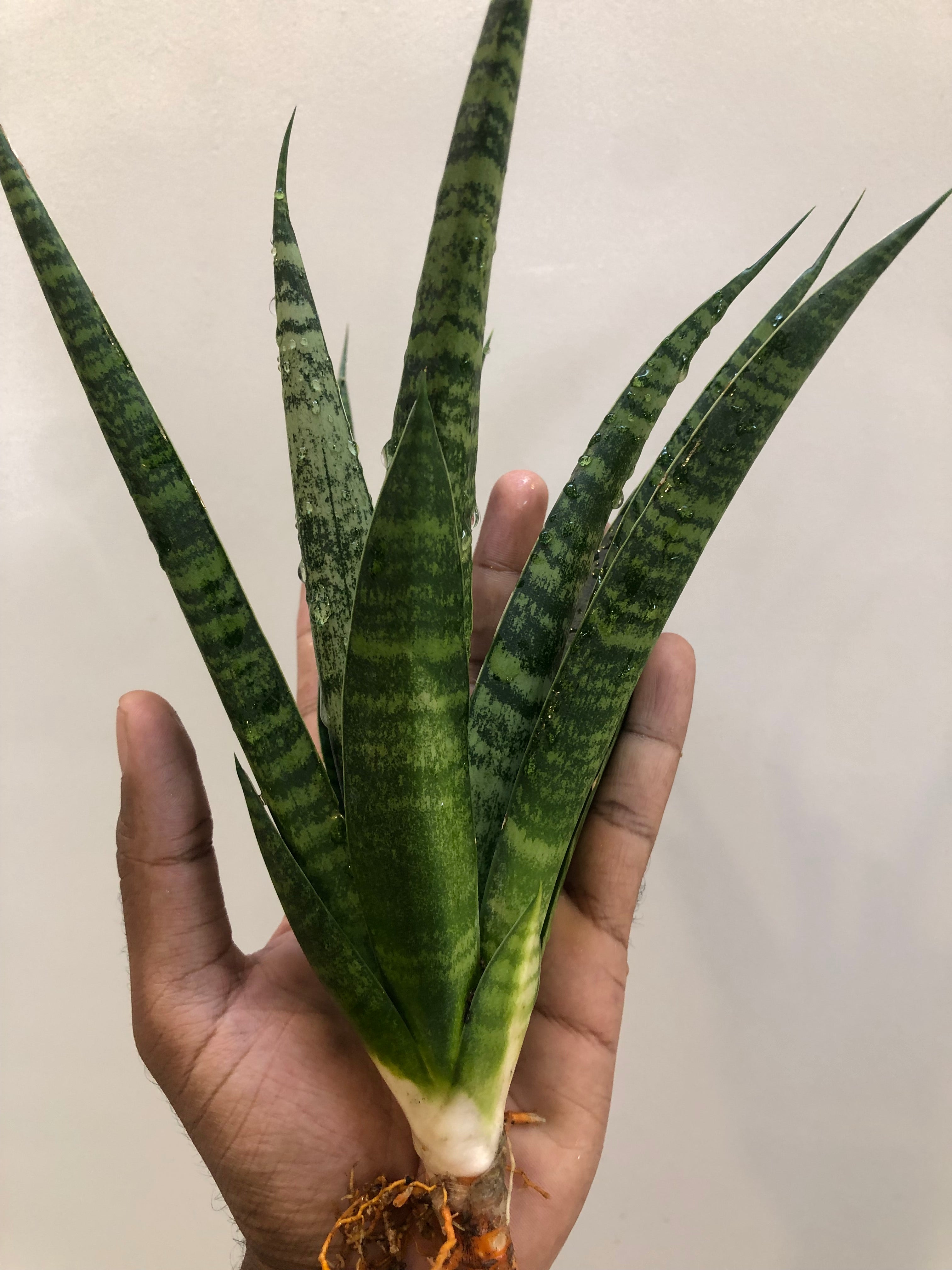 Sansevieria CHAIYO